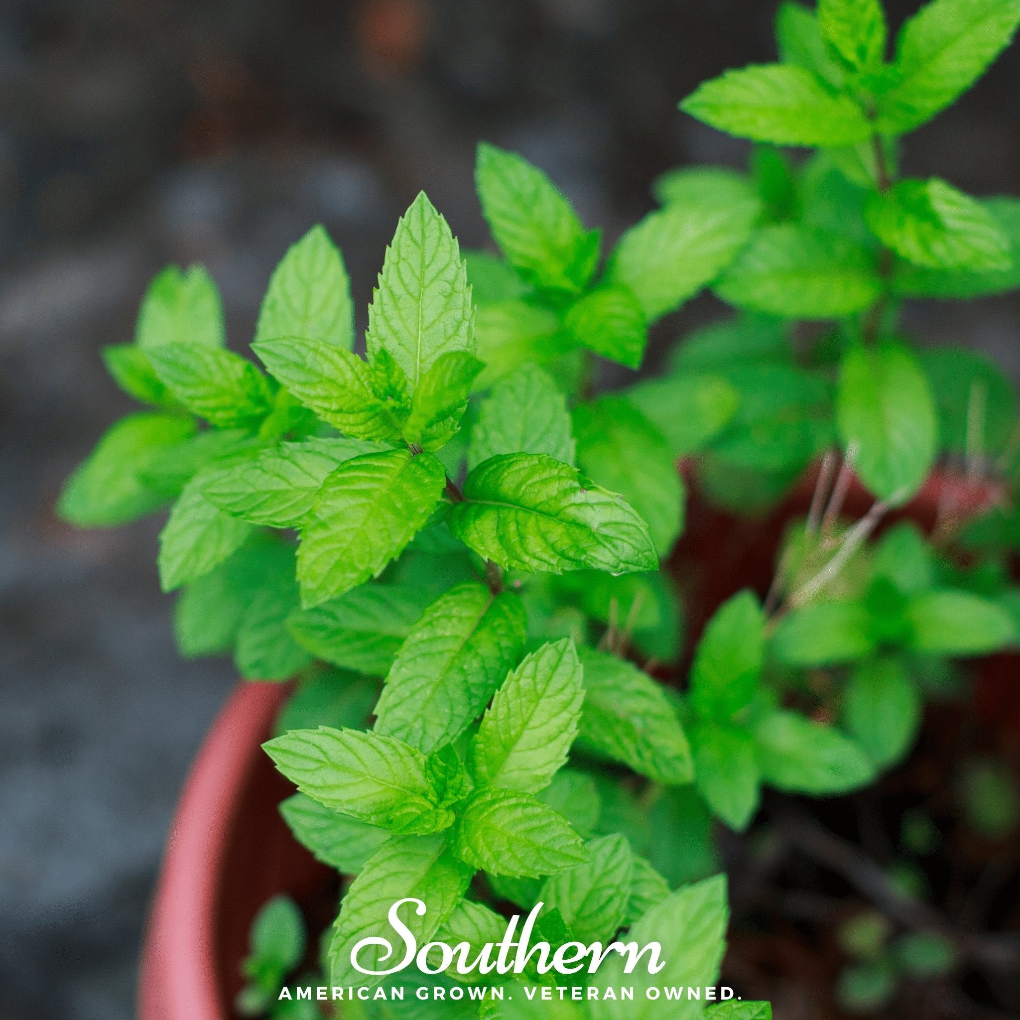 Spearmint (Mentha Spicata) - 200 Seeds seed packet from Seed Therapy – American - grown, heirloom seeds