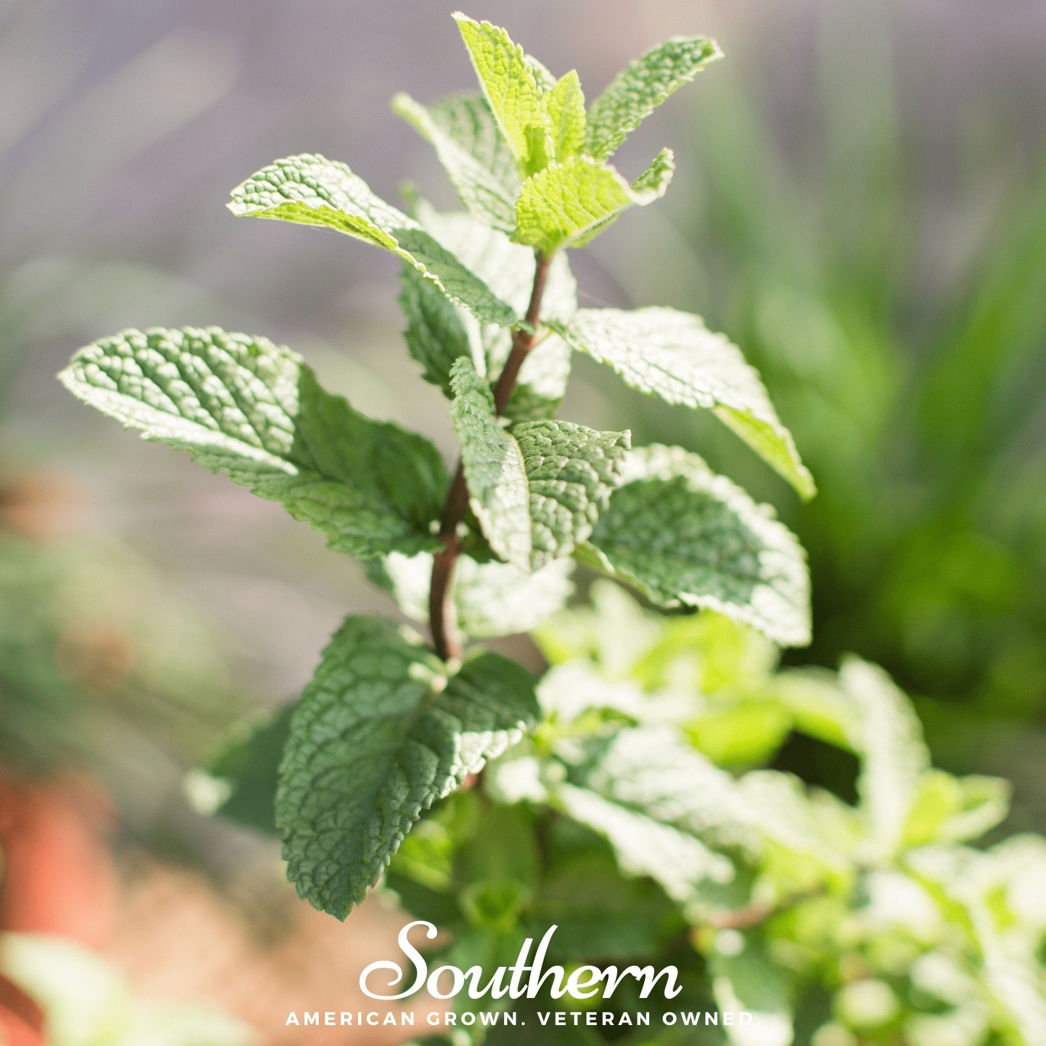 Spearmint (Mentha Spicata) - 200 Seeds seed packet from Seed Therapy – American - grown, heirloom seeds
