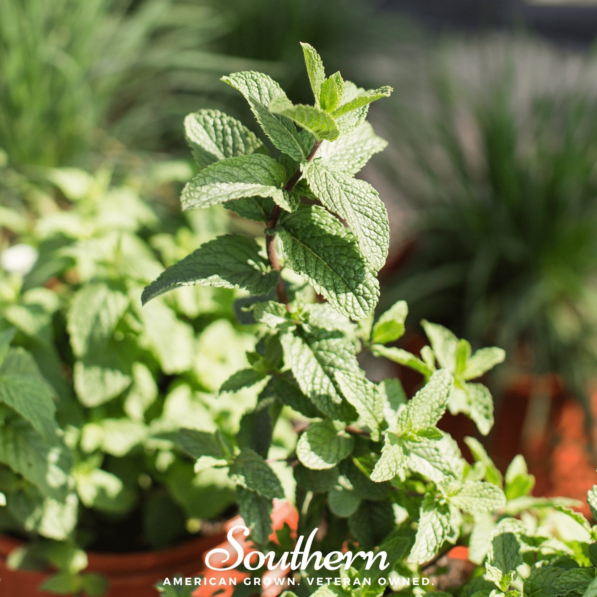 Spearmint (Mentha Spicata) - 200 Seeds seed packet from Seed Therapy – American - grown, heirloom seeds