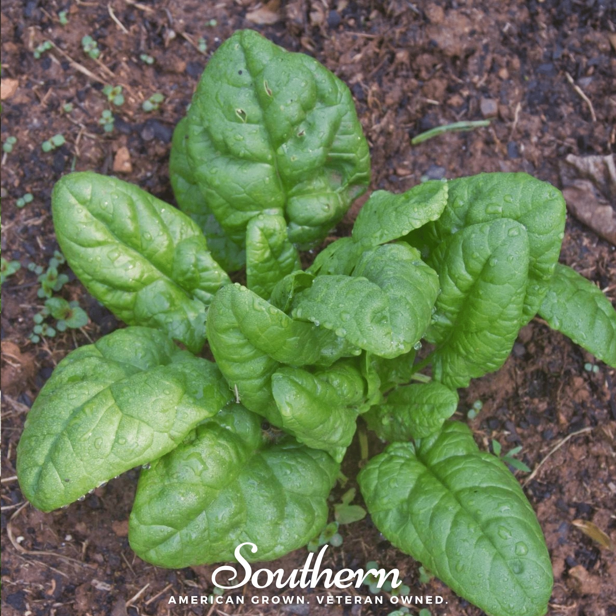 Spinach, Bloomsdale Long Standing (Spinacia oleracea) - 150 Seeds seed packet from Seed Therapy – American - grown, heirloom seeds