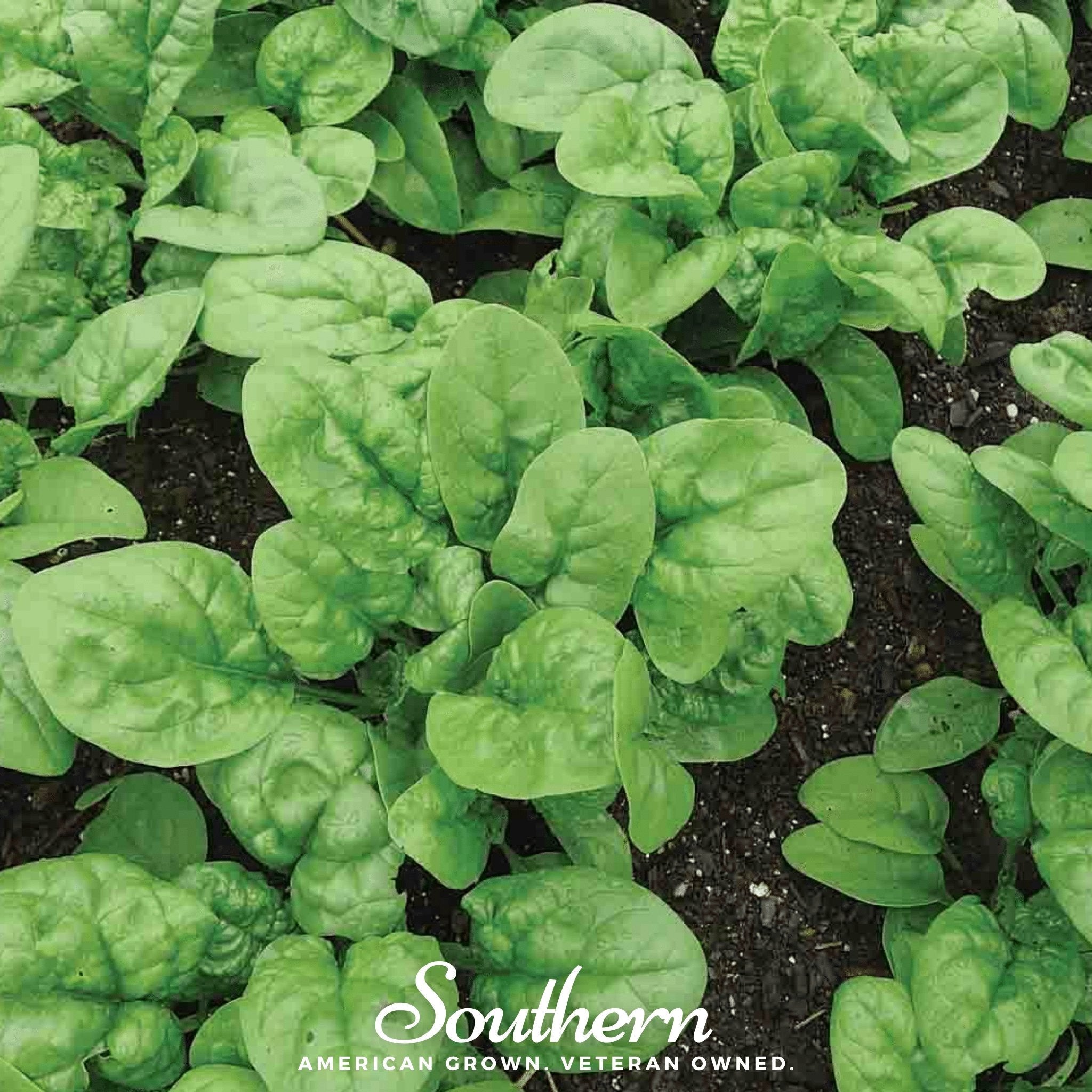 Spinach, Bloomsdale Long Standing (Spinacia oleracea) - 150 Seeds seed packet from Seed Therapy – American - grown, heirloom seeds