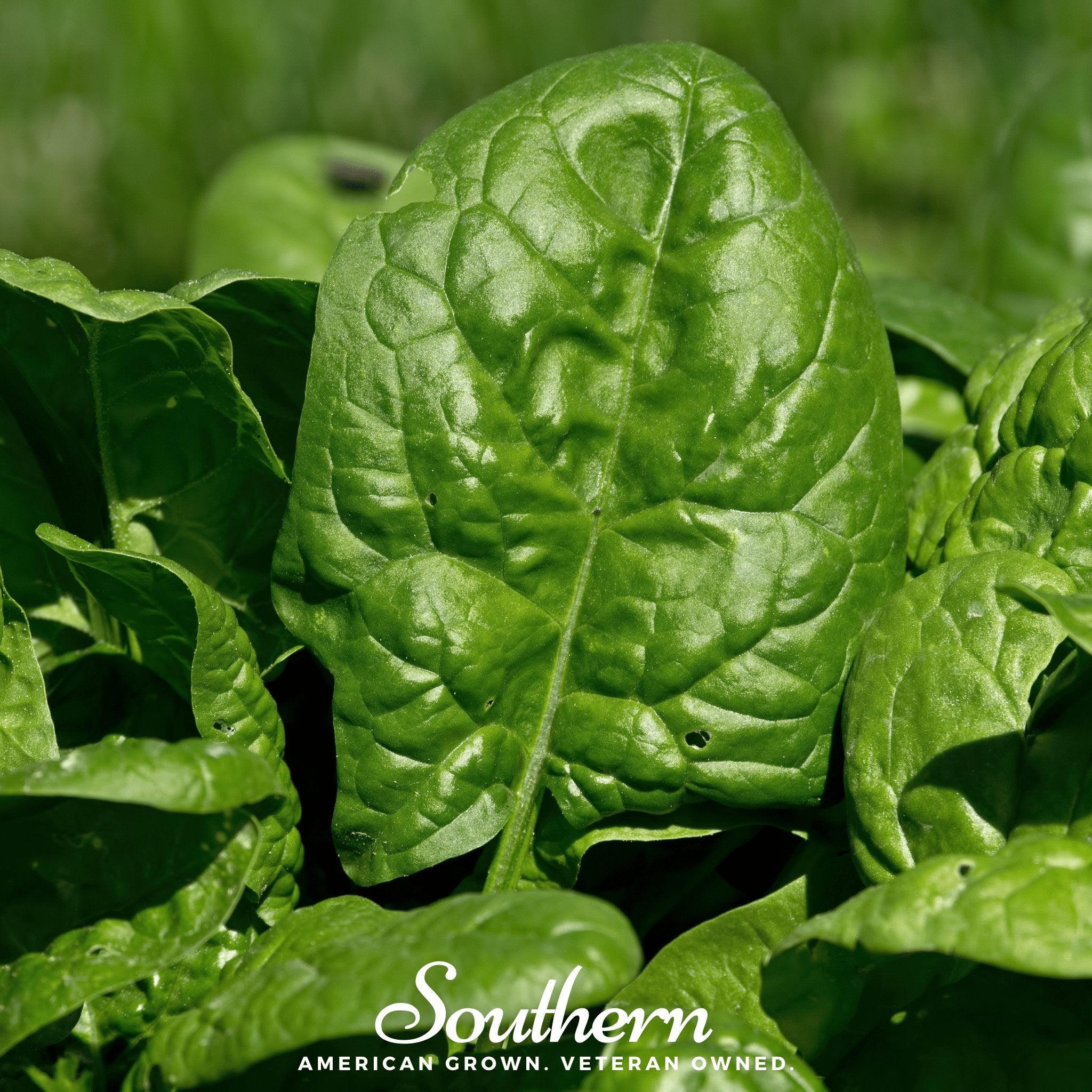 Spinach, Bloomsdale Long Standing (Spinacia oleracea) - 150 Seeds seed packet from Seed Therapy – American - grown, heirloom seeds