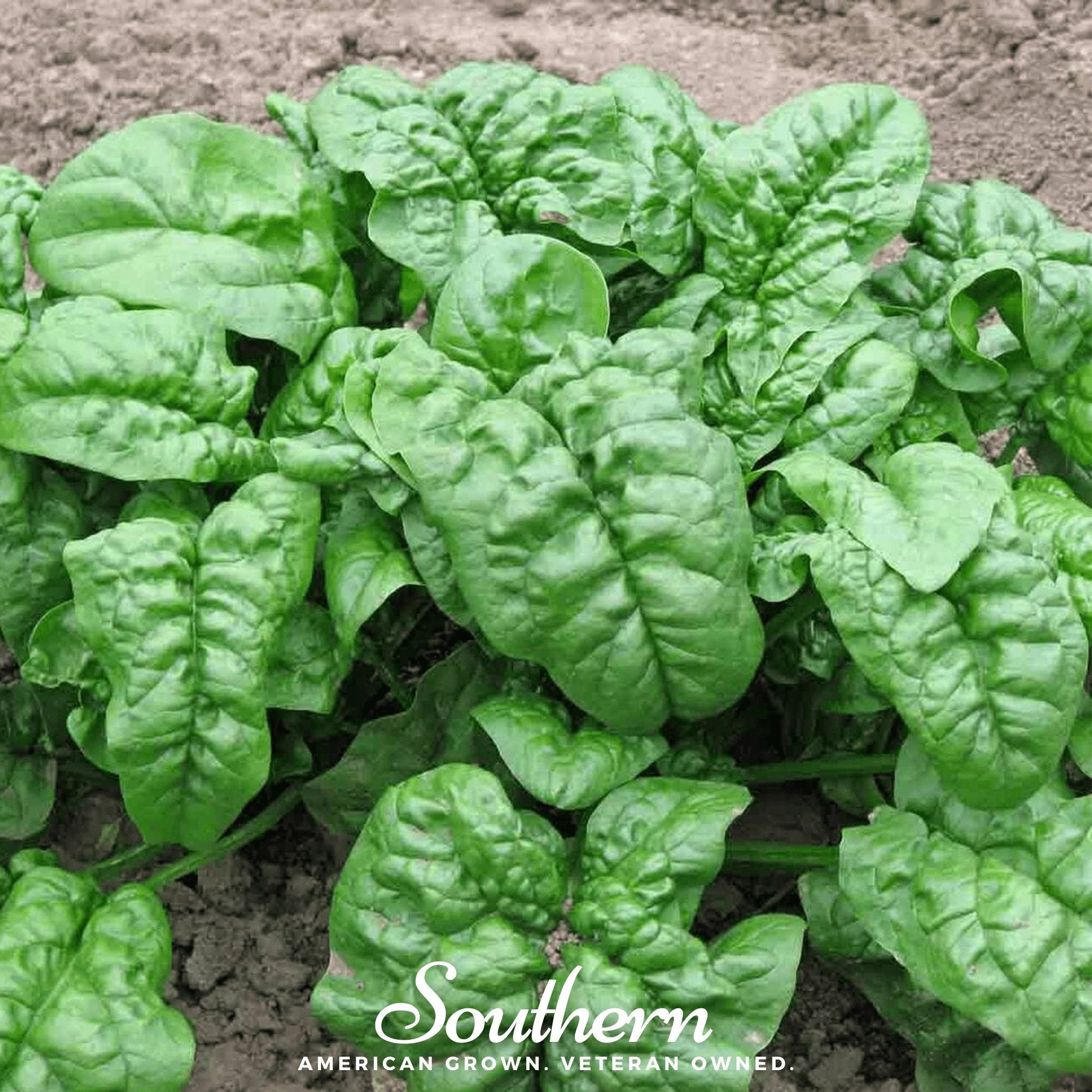 Spinach, Giant Noble (Spinacia oleracea) - 150 Seeds seed packet from Seed Therapy – American - grown, heirloom seeds