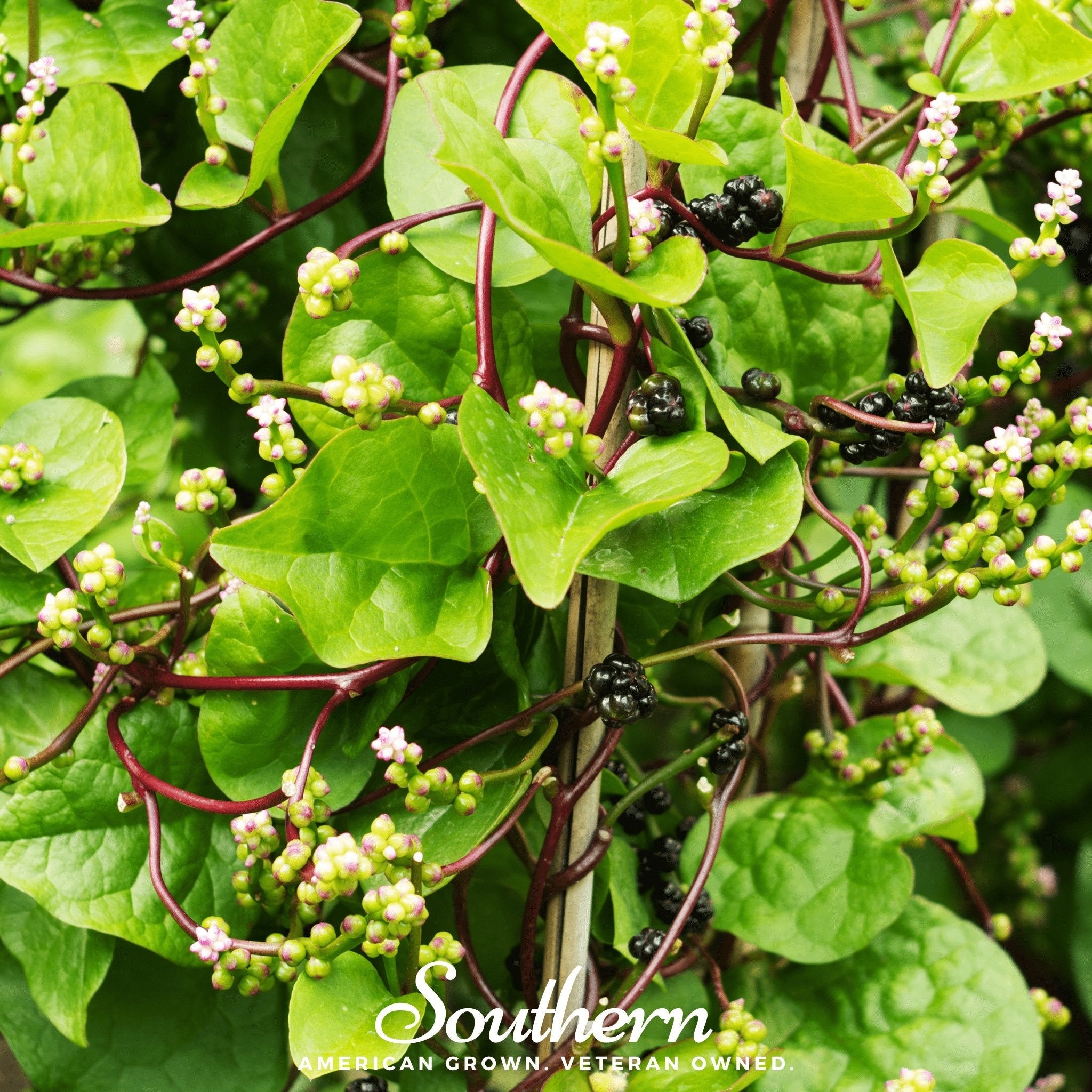 Spinach, Malabar Green (Basella rubra) - 100 Seeds seed packet from Seed Therapy – American - grown, heirloom seeds