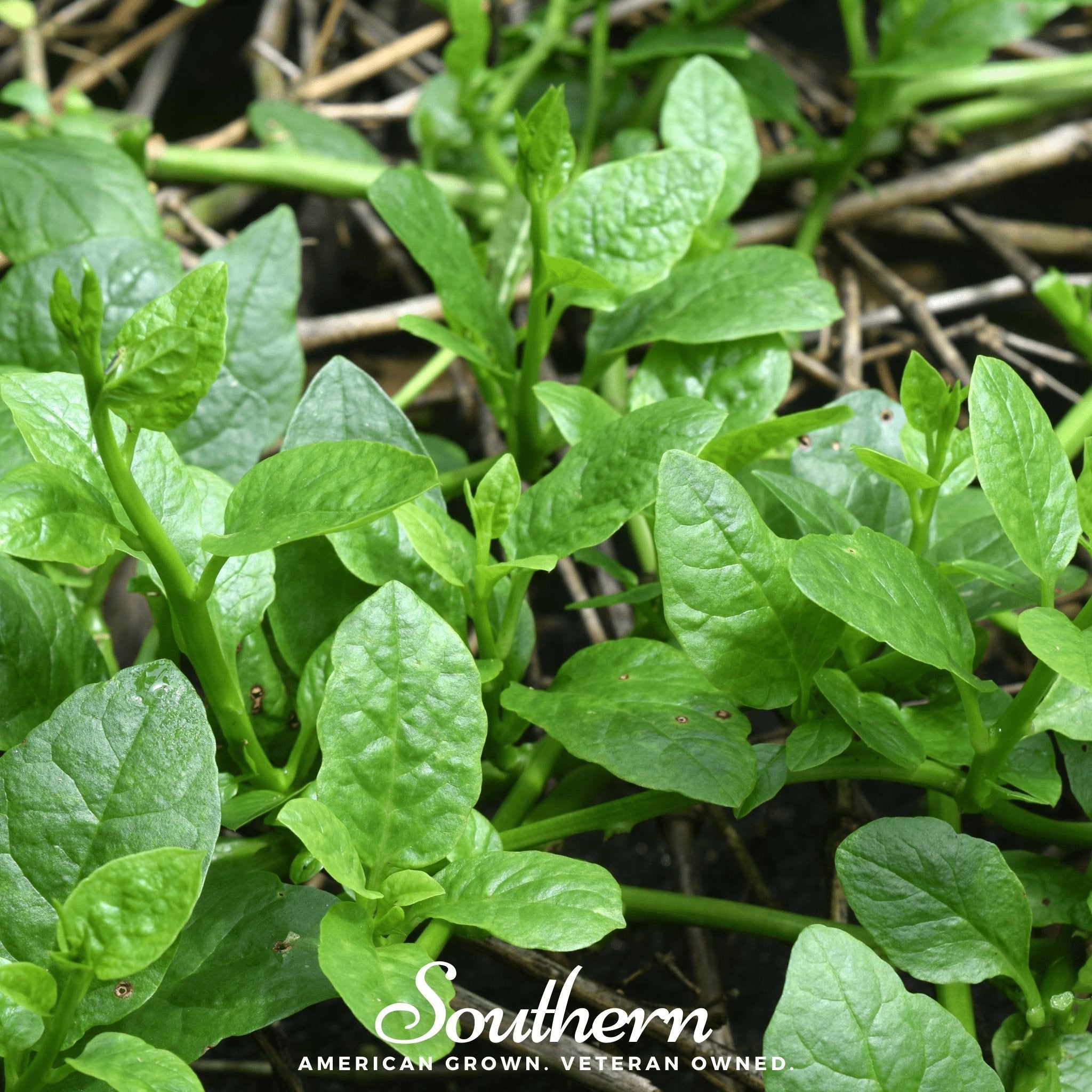 Spinach, Malabar Green (Basella rubra) - 100 Seeds seed packet from Seed Therapy – American - grown, heirloom seeds