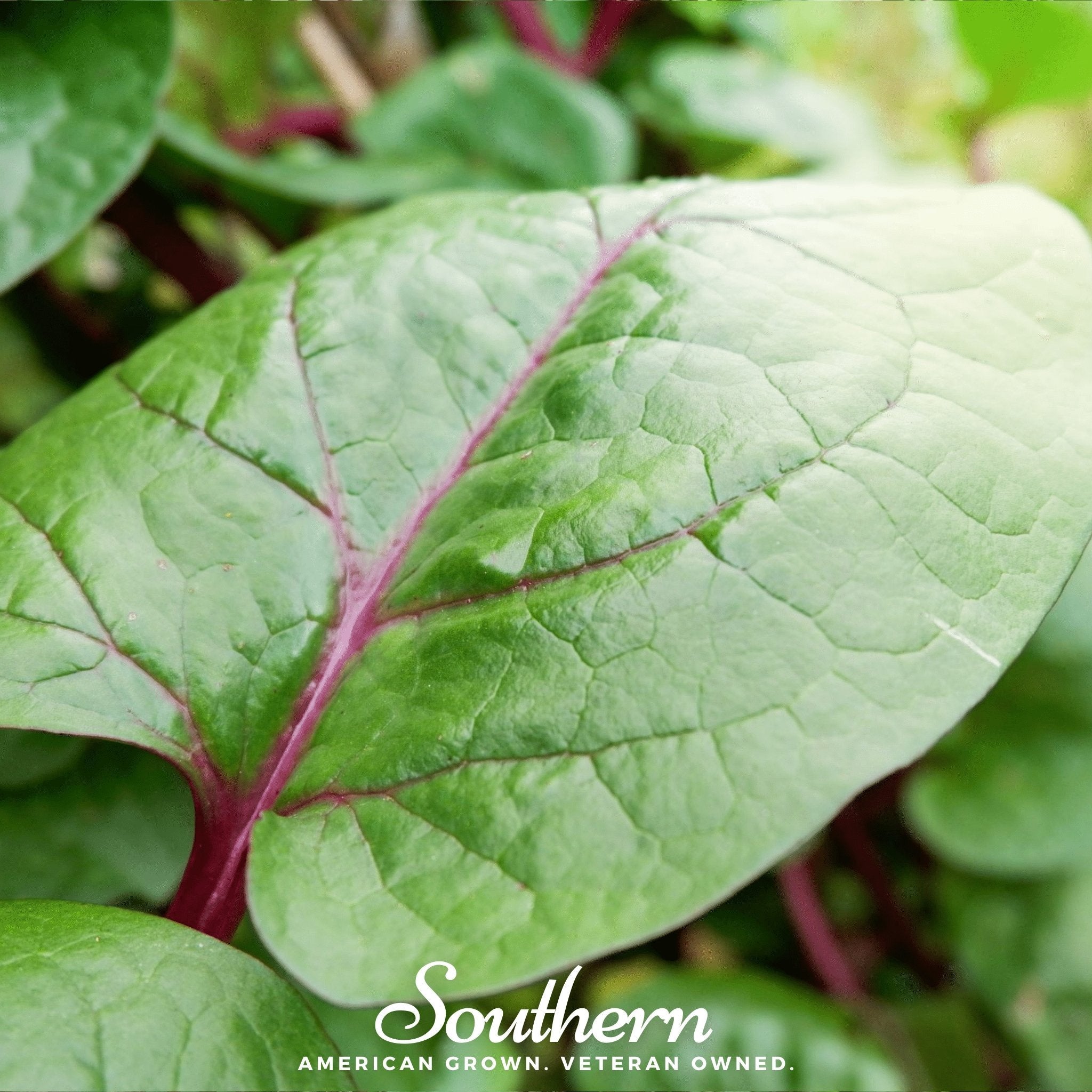 Spinach, Malabar Red (Basella rubra) - 100 Seeds seed packet from Seed Therapy – American - grown, heirloom seeds