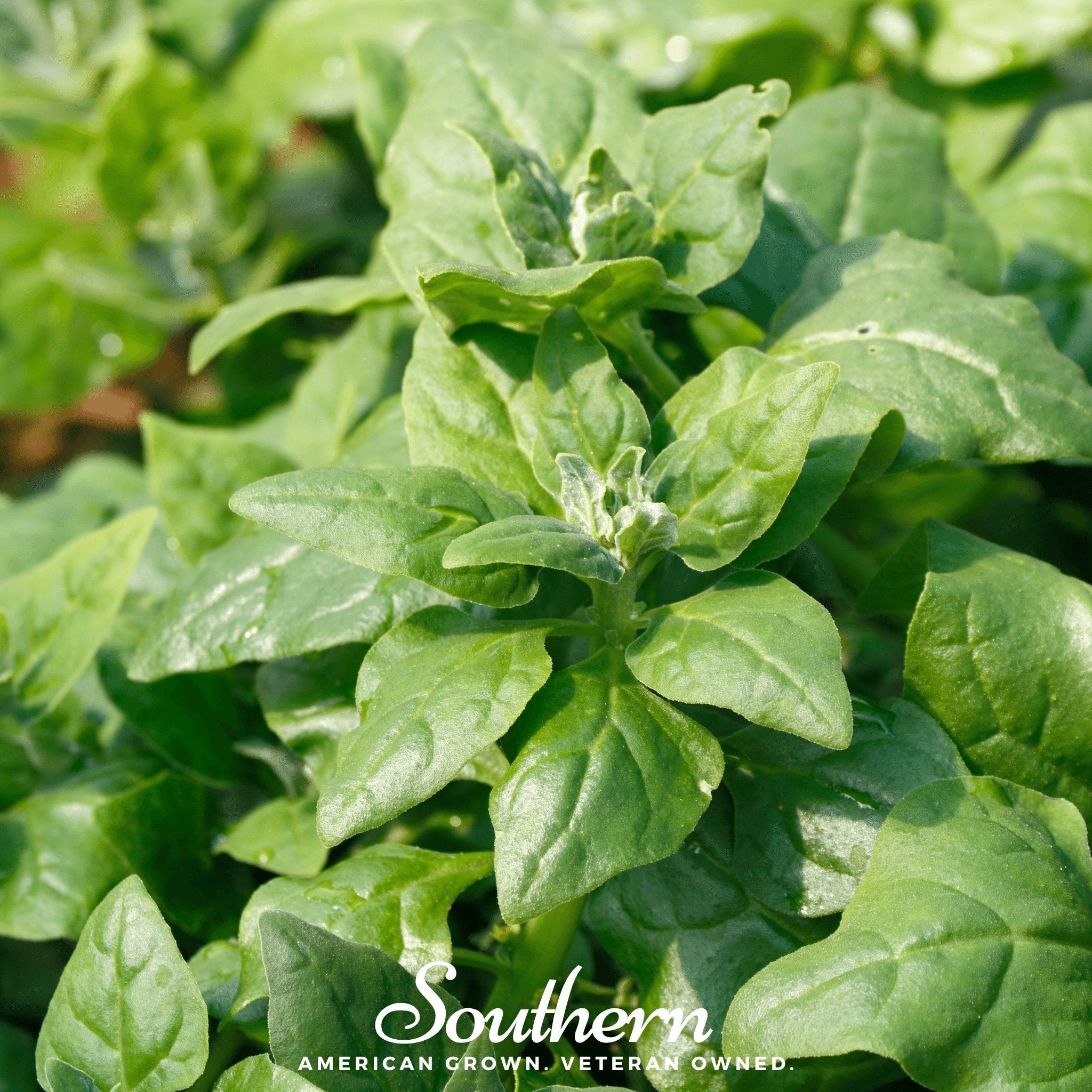 Spinach, New Zealand (Tetragonia tetragonoides) - 30 Seeds seed packet from Seed Therapy – American - grown, heirloom seeds