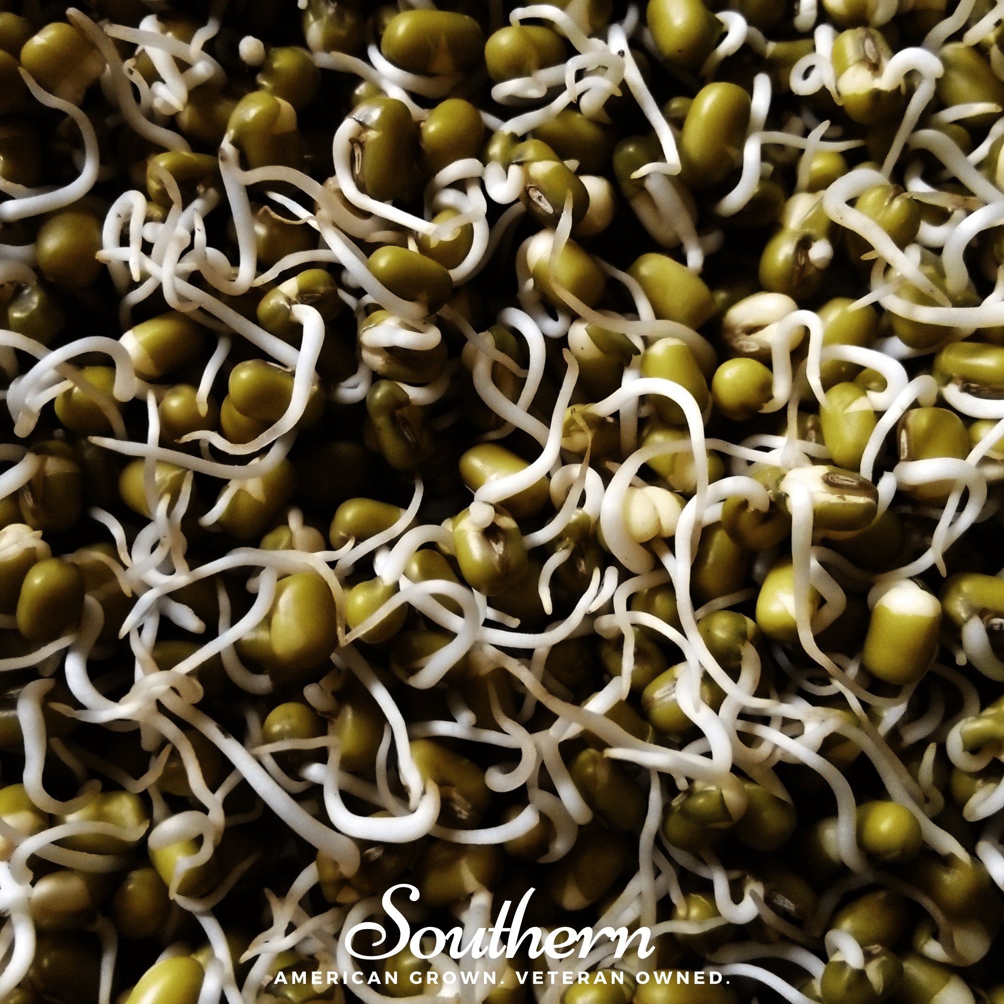Sprout, Mung Beans (Vigna radiata) - 500 Seeds seed packet from Seed Therapy – American - grown, heirloom seeds