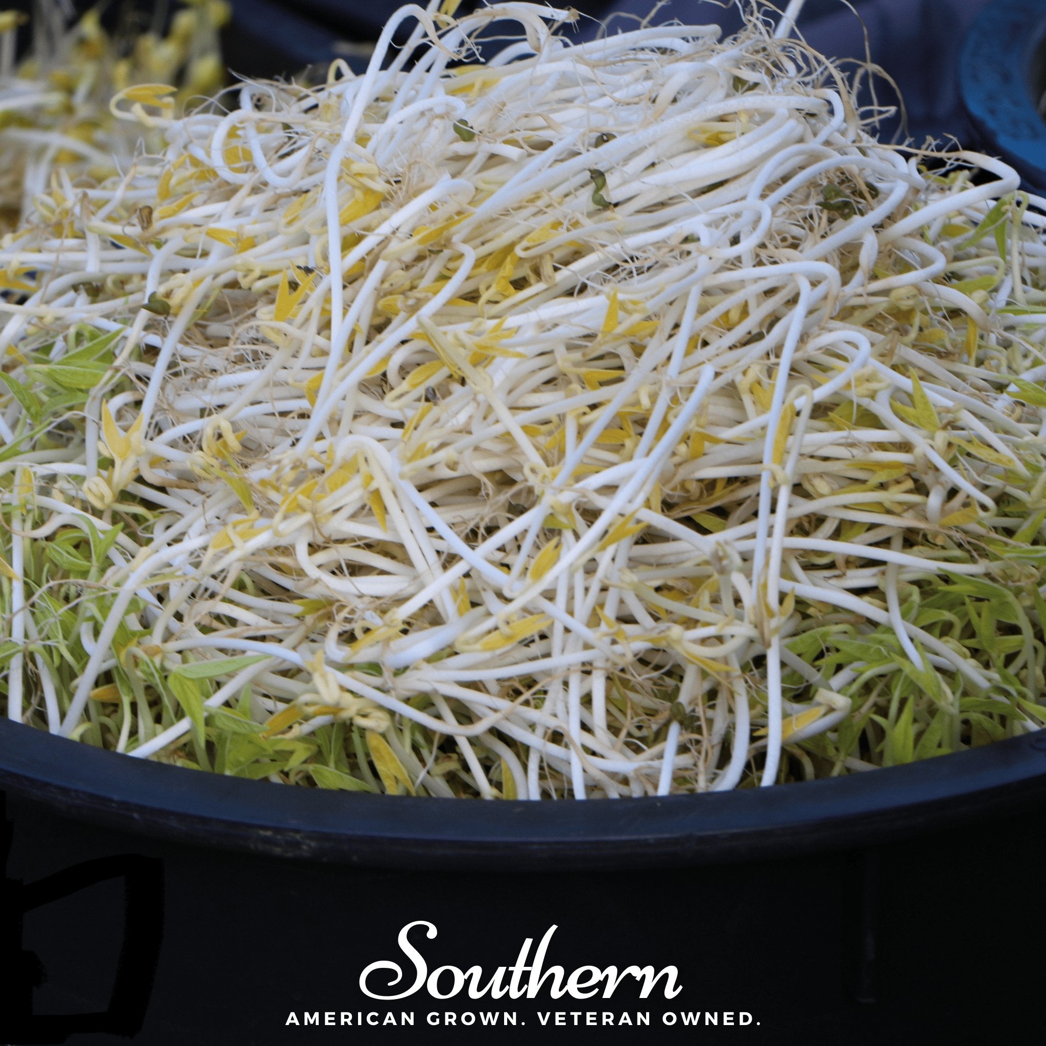 Sprout, Mung Beans (Vigna radiata) - 500 Seeds seed packet from Seed Therapy – American - grown, heirloom seeds