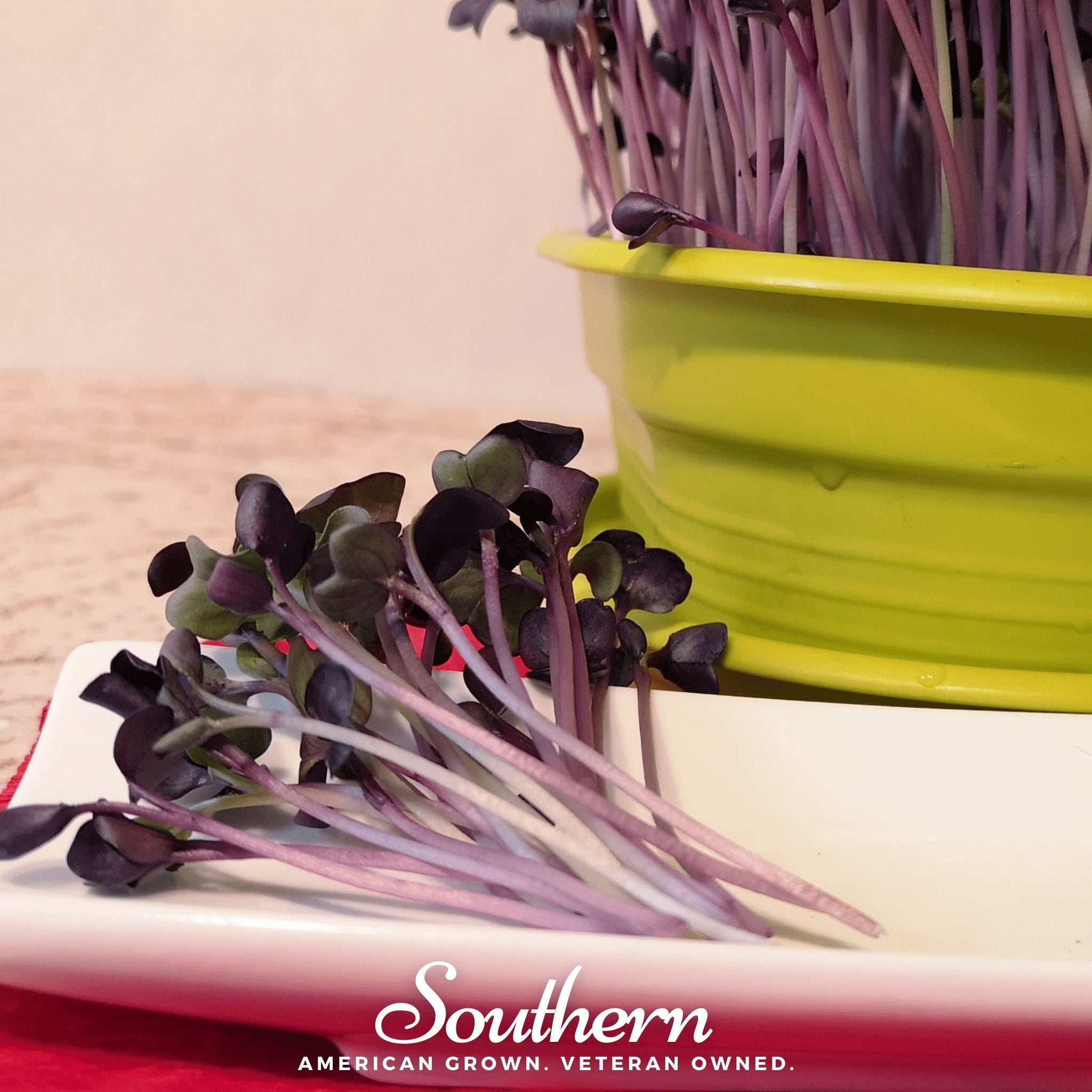 Sprout, Rambo Purple (Medicago sativa subsp sativa) - 100 Seeds seed packet from Seed Therapy – American - grown, heirloom seeds