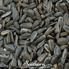 Sprout, Sunflower Black Oil (Helianthus annuus) - 500 Seeds seed packet from Seed Therapy – American - grown, heirloom seeds