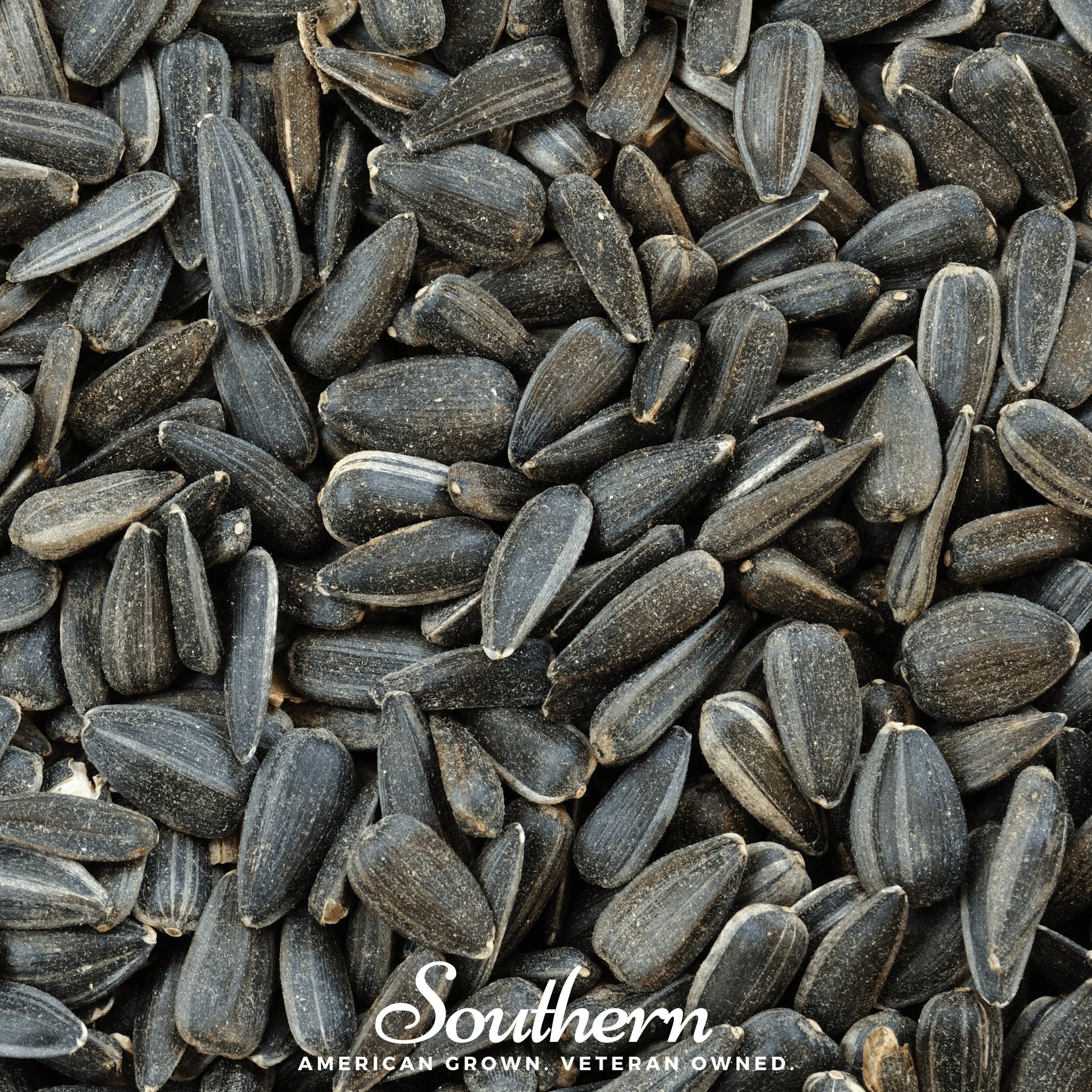 Sprout, Sunflower Black Oil (Helianthus annuus) - 500 Seeds seed packet from Seed Therapy – American - grown, heirloom seeds