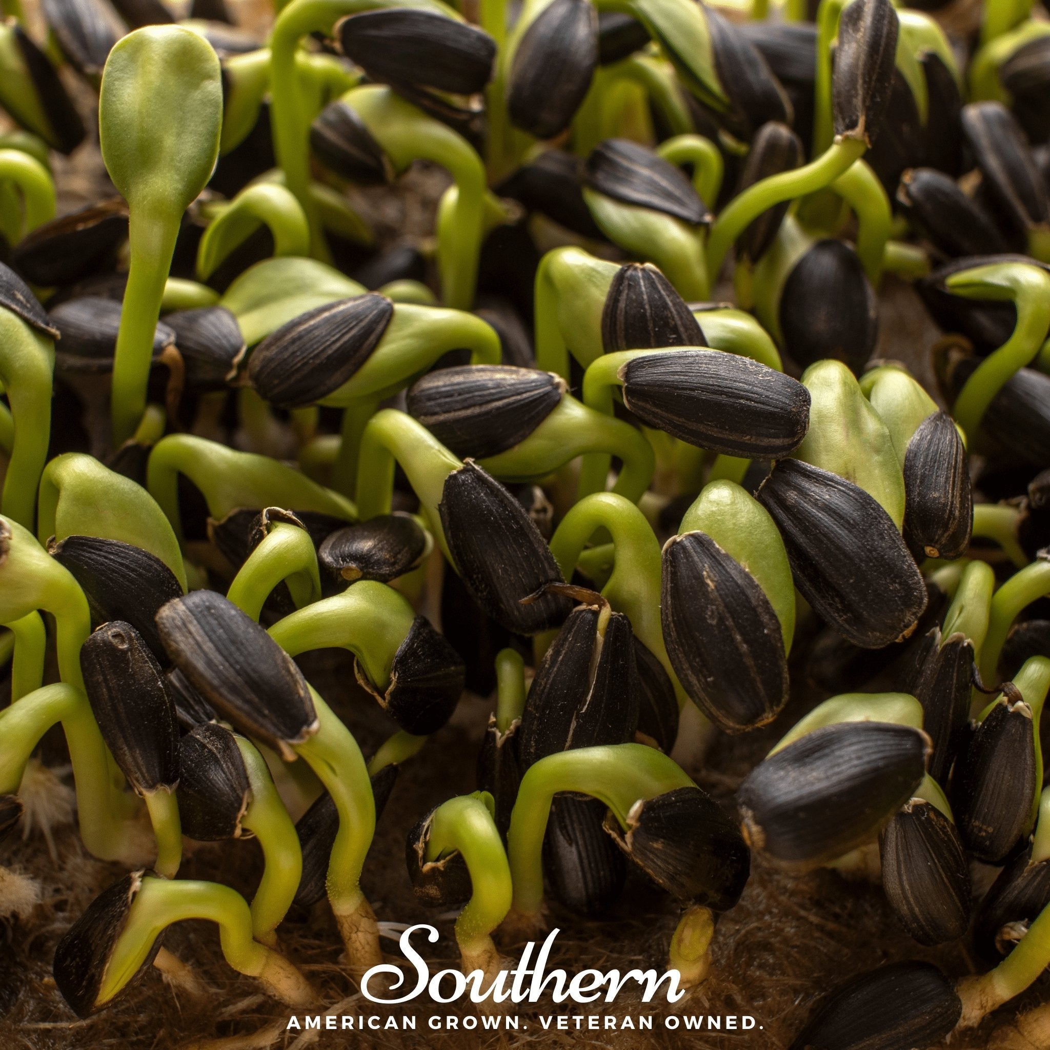 Sprout, Sunflower Black Oil (Helianthus annuus) - 500 Seeds seed packet from Seed Therapy – American - grown, heirloom seeds