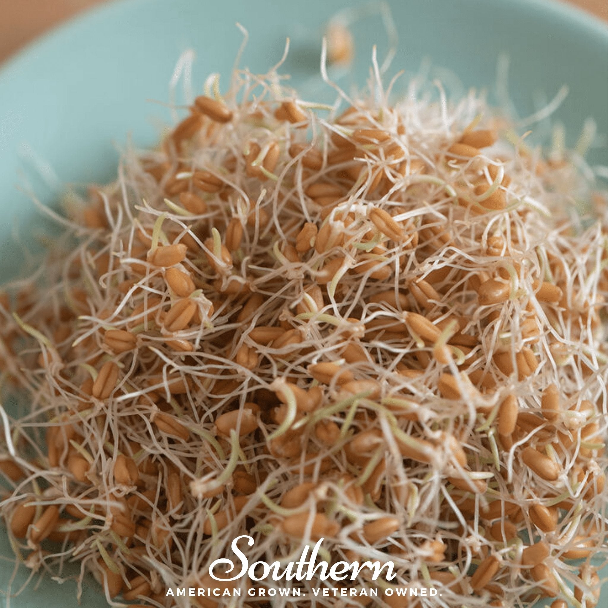 Sprout, Wheat, Hard Red Winter (Triticum aestivum) - 200 Seeds seed packet from Seed Therapy – American - grown, heirloom seeds