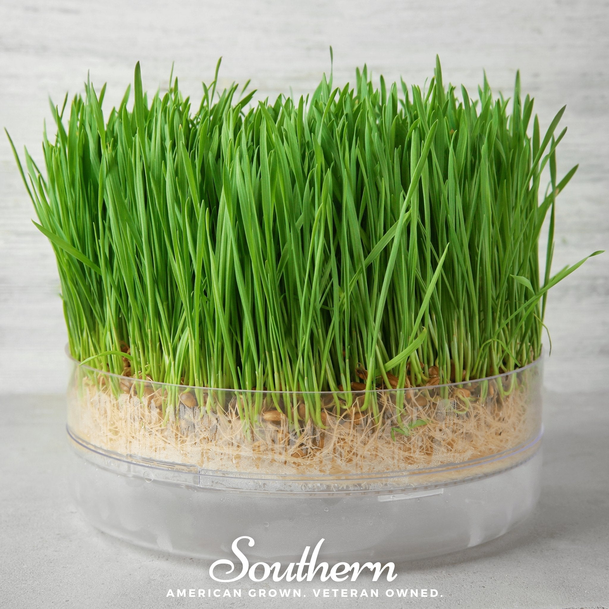 Sprout, Wheat, Hard Red Winter (Triticum aestivum) - 200 Seeds seed packet from Seed Therapy – American - grown, heirloom seeds