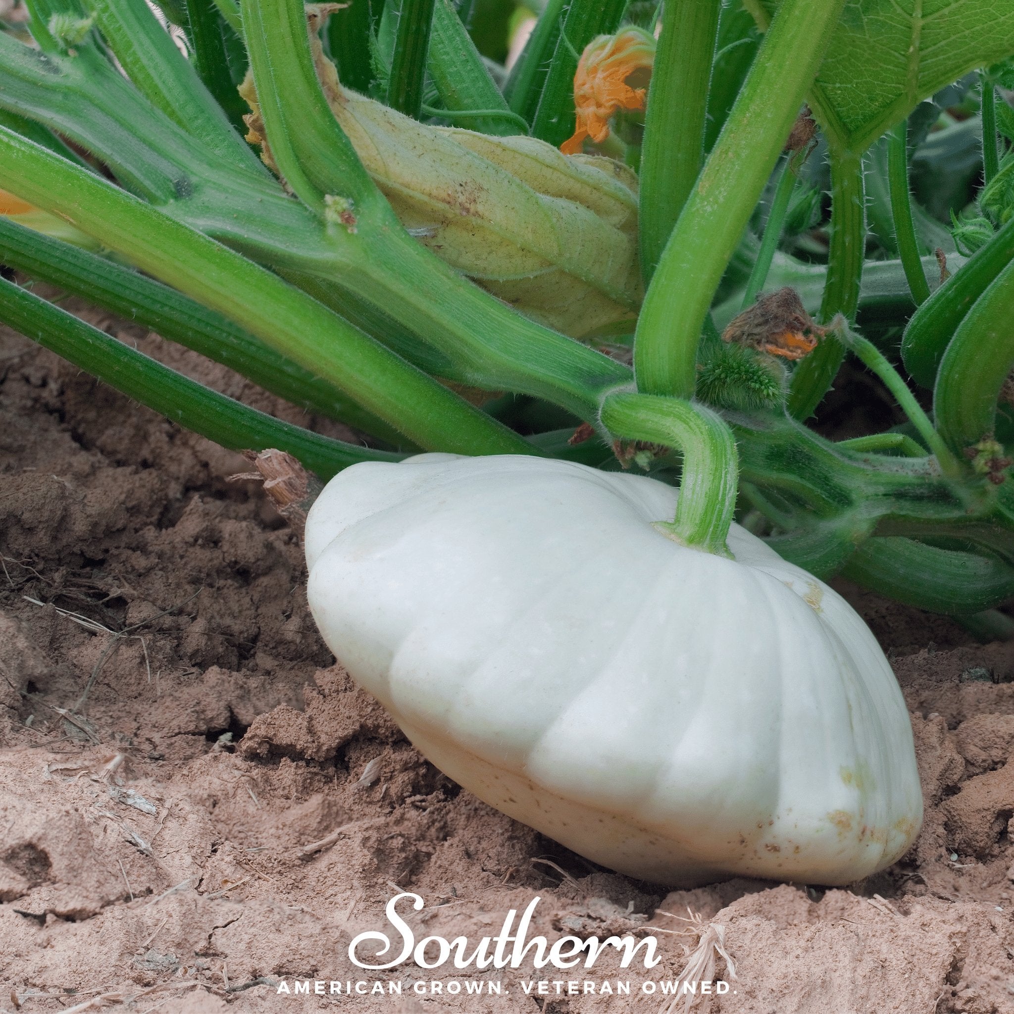 Squash, Bennings Green Tint Scallop - Summer (Cucurbita pepo) - 25 seeds seed packet from Seed Therapy – American - grown, heirloom seeds