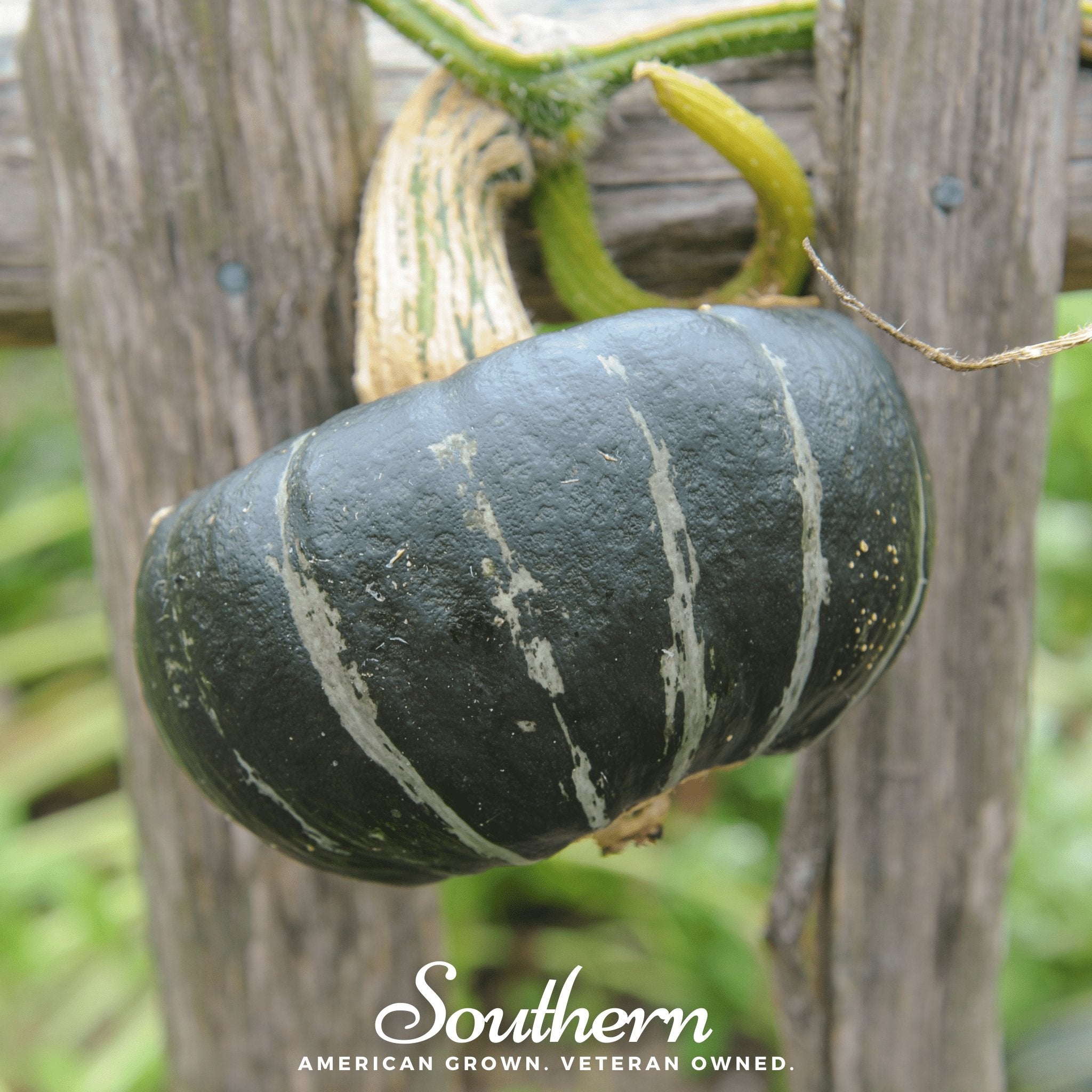 Squash, Buttercup Burgess Winter (Cucurbita maxima) - 20 Seeds seed packet from Seed Therapy – American - grown, heirloom seeds