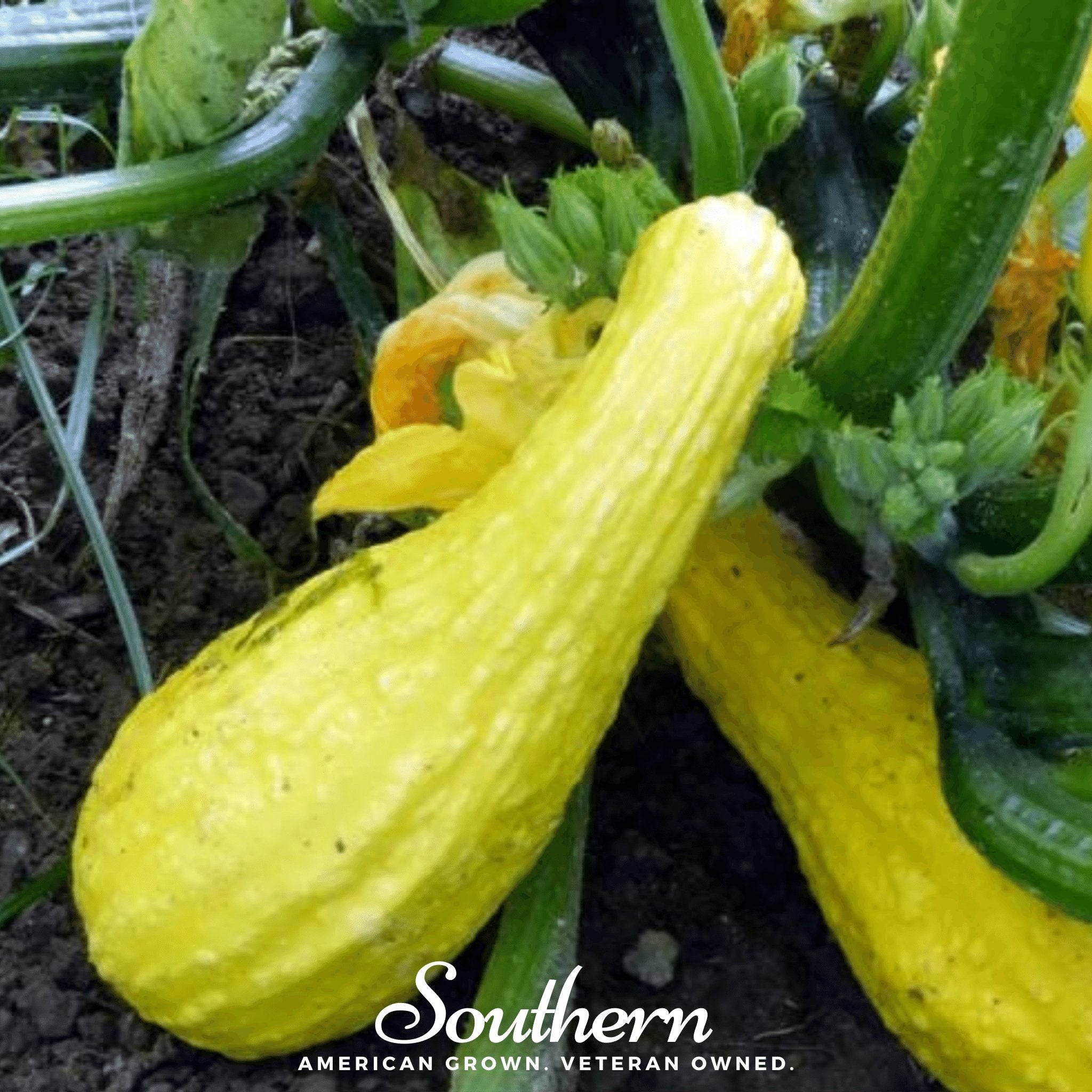 Squash, Crookneck - Summer (Cucurbita pepo) - 50 Seeds seed packet from Seed Therapy – American - grown, heirloom seeds