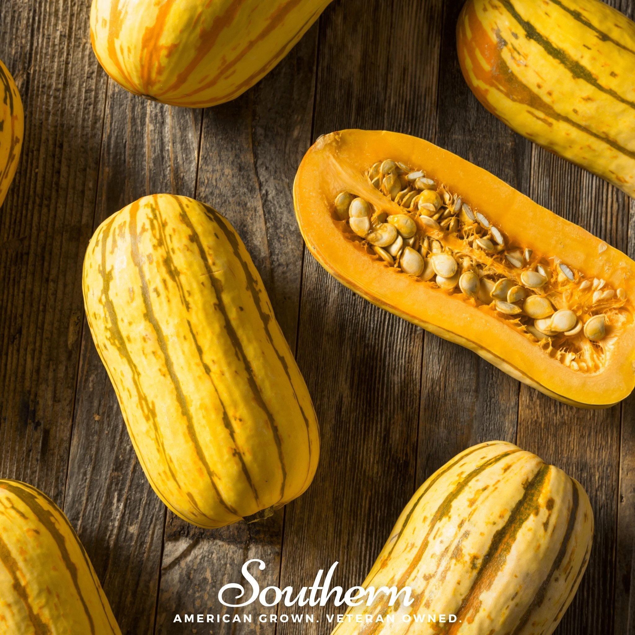 Squash, Delicata (Cucurbita Pepo) - 20 Seeds seed packet from Seed Therapy – American - grown, heirloom seeds
