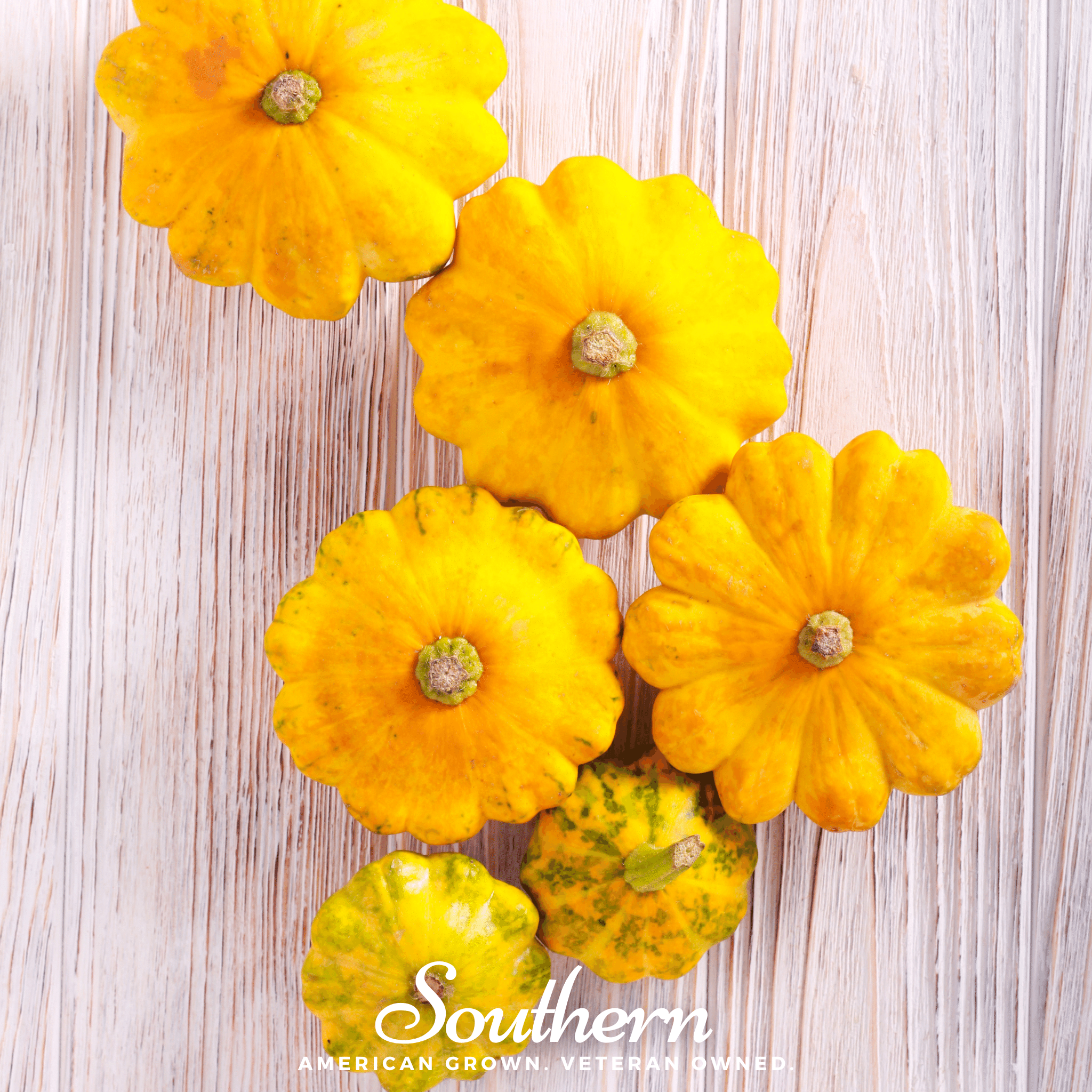 Squash, Scallop Yellow Bush - Summer (Cucurbita pepo) - 25 seeds seed packet from Seed Therapy – American - grown, heirloom seeds