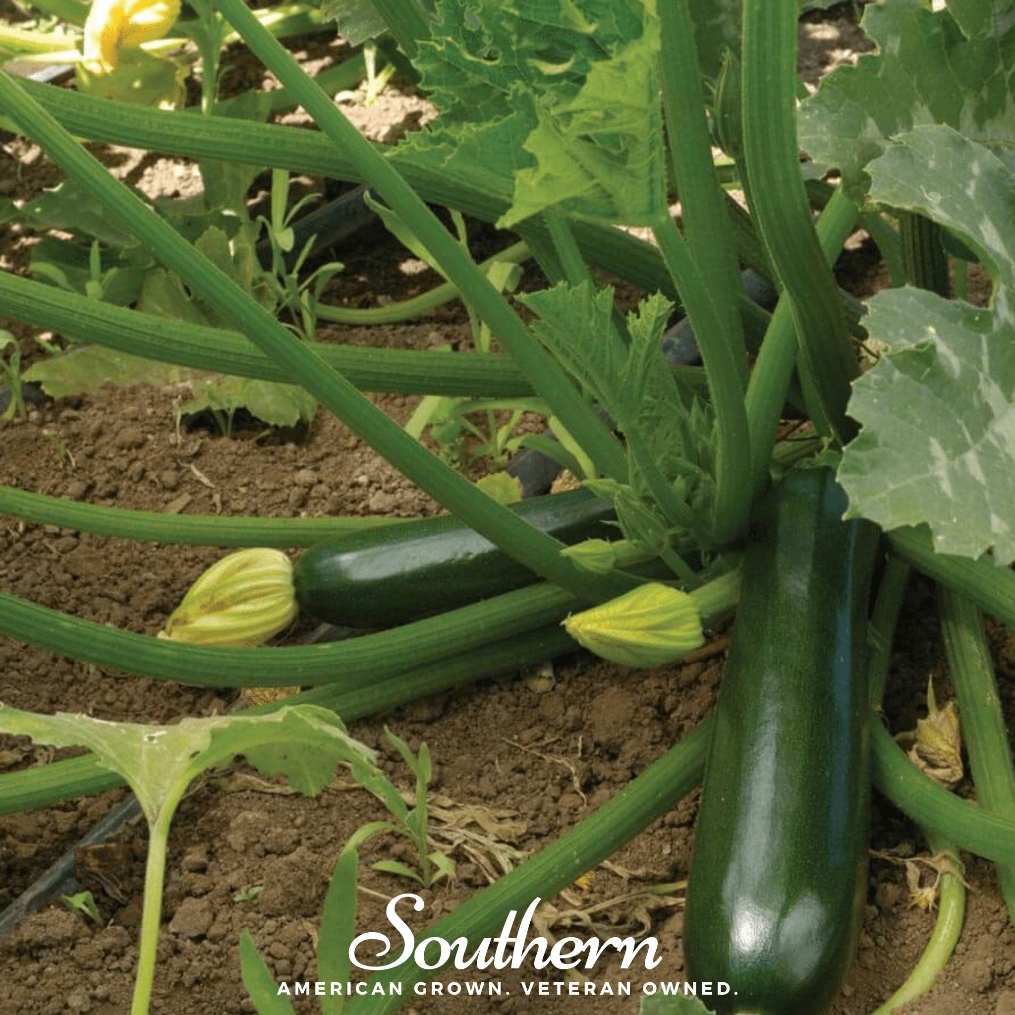 Squash, Zucchini, Black Beauty Summer (Cucurbita pepo) - 25 Seeds seed packet from Seed Therapy – American - grown, heirloom seeds