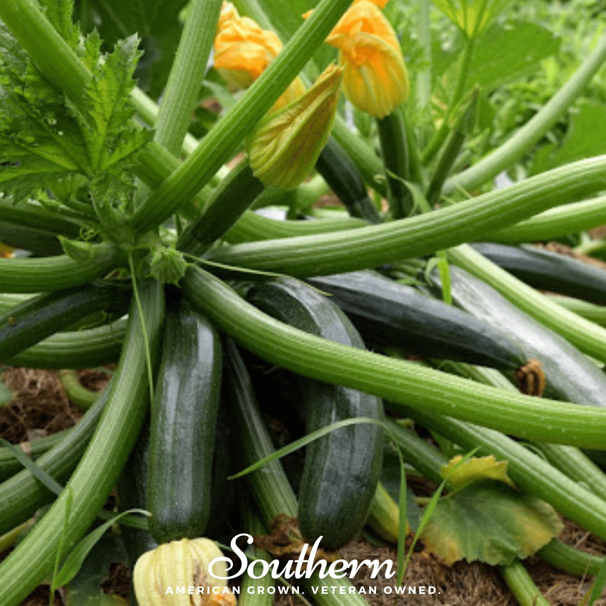 Squash, Zucchini, Dark Green Summer (Cucurbita pepo) - 25 seeds seed packet from Seed Therapy – American - grown, heirloom seeds
