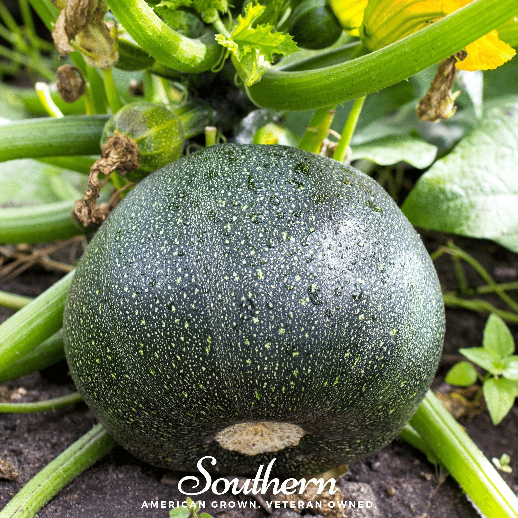 Squash, Zucchini, Round - Summer (Cucurbita pepo) - 25 seeds seed packet from Seed Therapy – American - grown, heirloom seeds