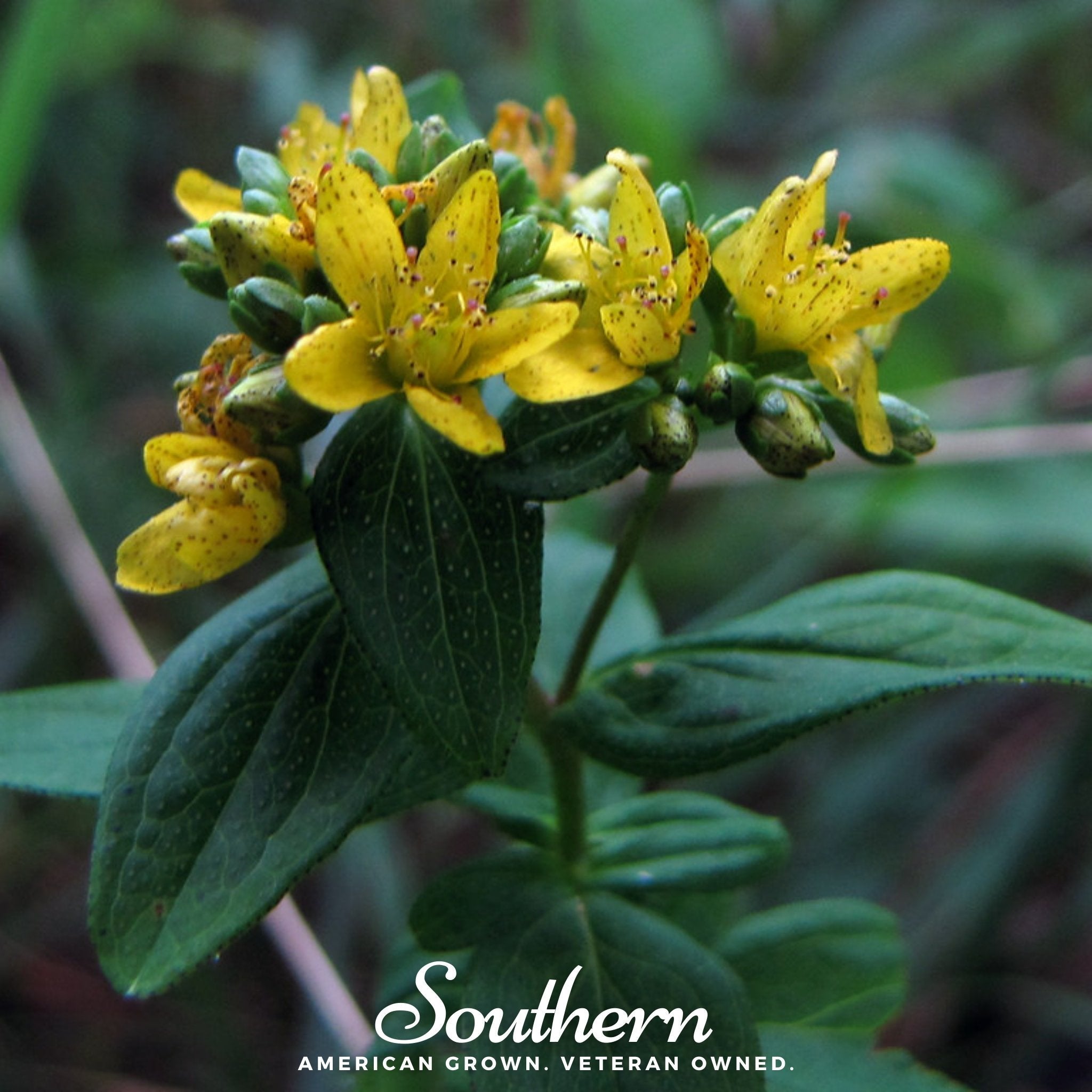 St John’s Wort, DOTTED (Hypericum punctatum) - 100 Seeds seed packet from Seed Therapy – American - grown, heirloom seeds