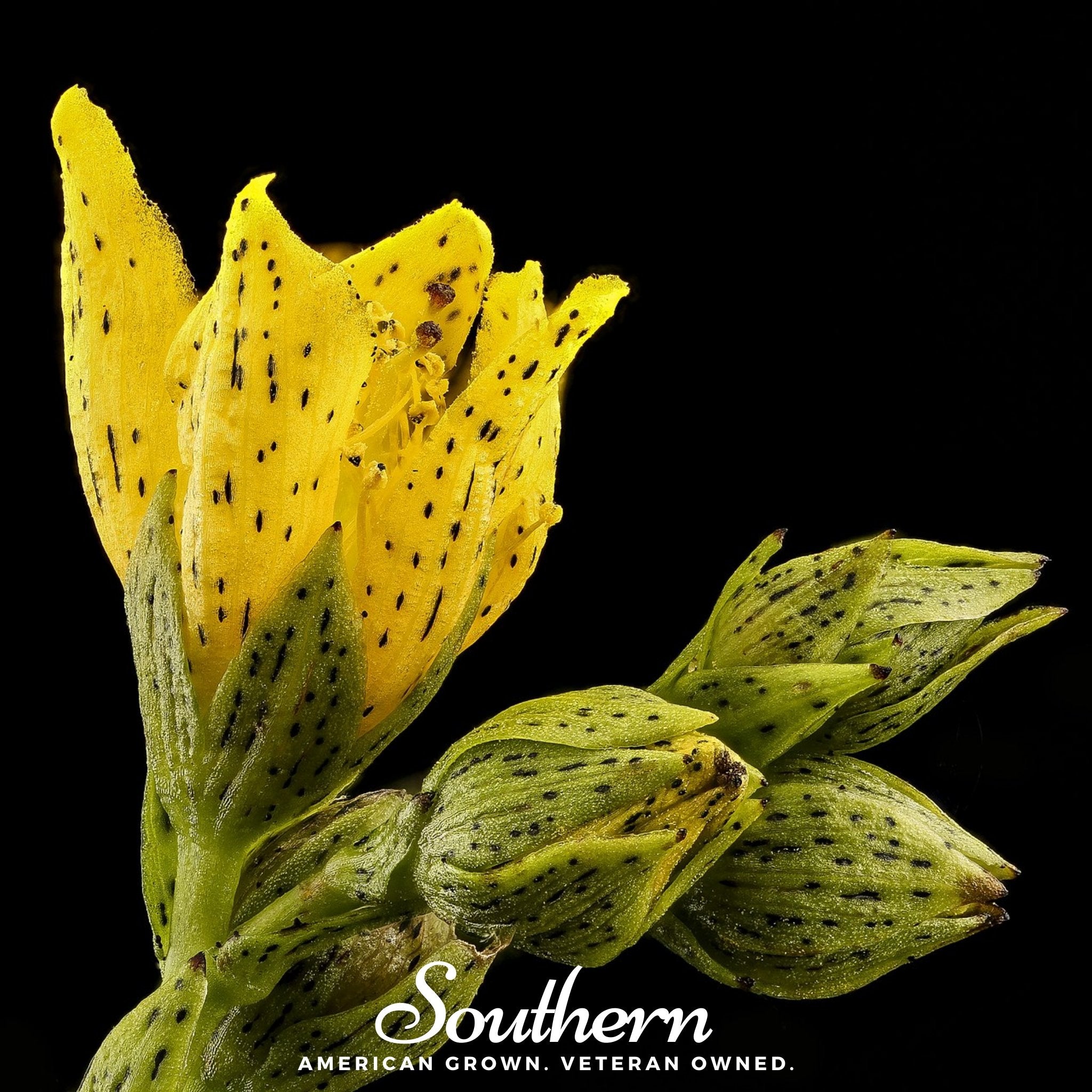 St John’s Wort, DOTTED (Hypericum punctatum) - 100 Seeds seed packet from Seed Therapy – American - grown, heirloom seeds