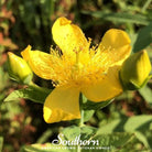 St John's Wort, GREATER (Hypericum ascyron pyramidatum) - 100 Seeds seed packet from Seed Therapy – American - grown, heirloom seeds