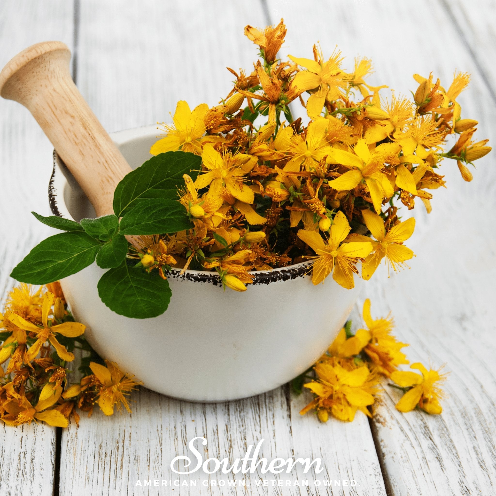 St John’s Wort (Hypericum perforatum) - 100 Seeds seed packet from Seed Therapy – American - grown, heirloom seeds