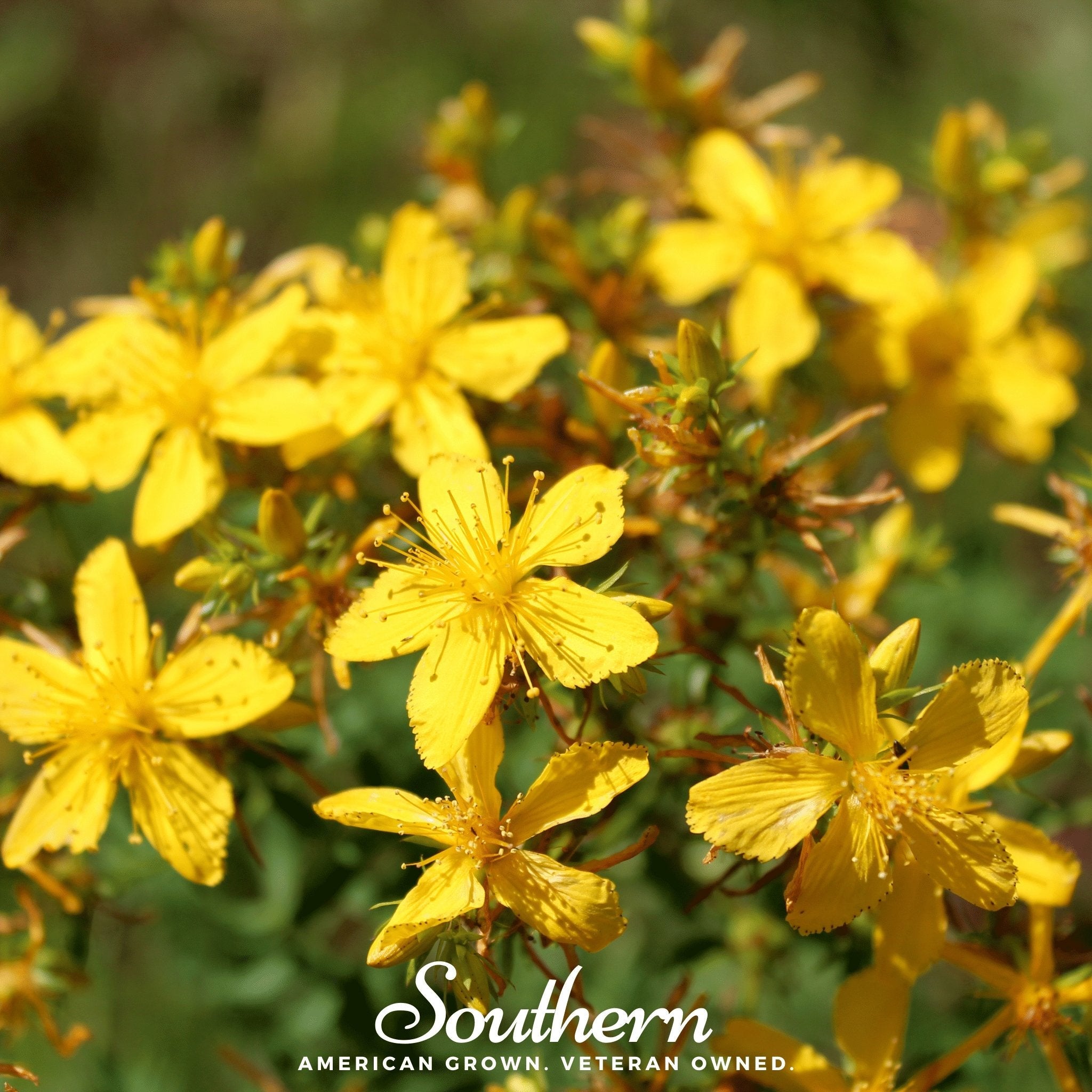 St John’s Wort (Hypericum perforatum) - 100 Seeds seed packet from Seed Therapy – American - grown, heirloom seeds