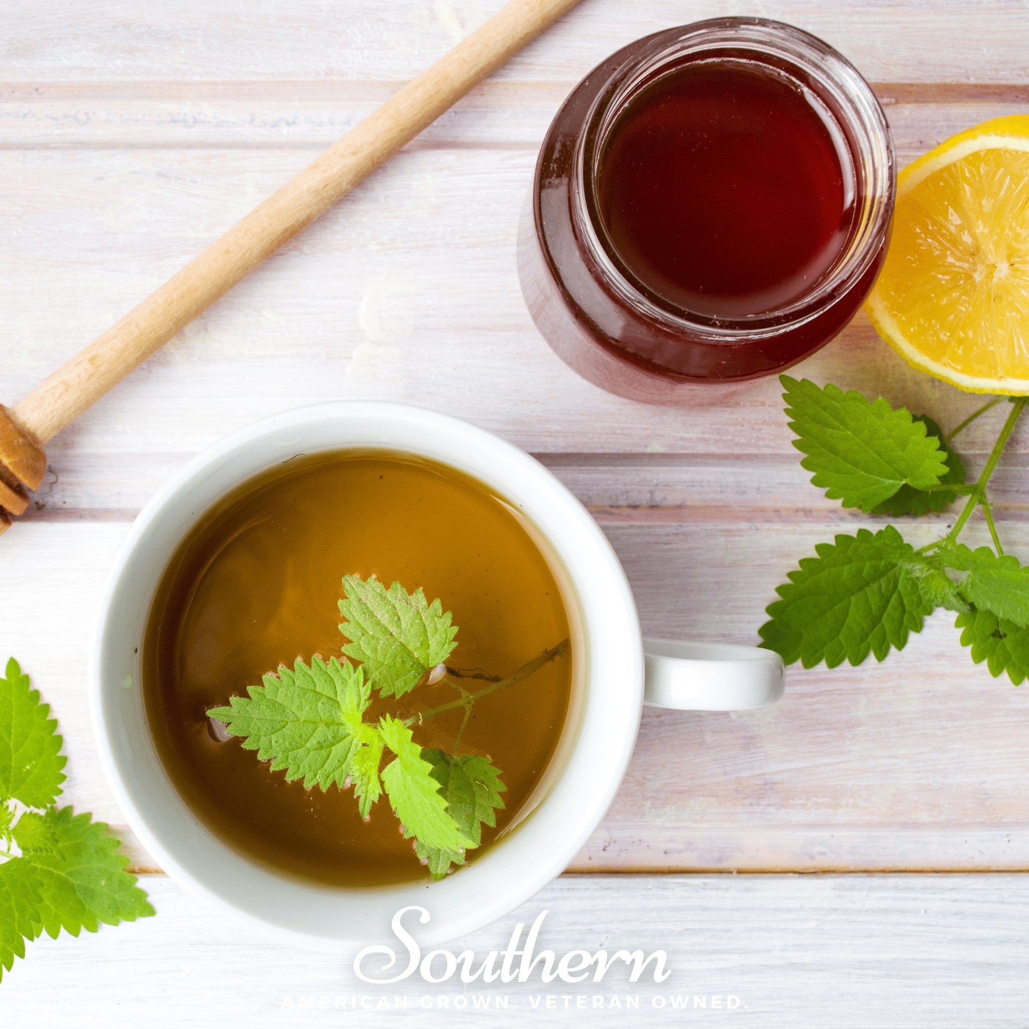 Stinging Nettle (Urtica dioica) - 100 Seeds seed packet from Seed Therapy – American - grown, heirloom seeds