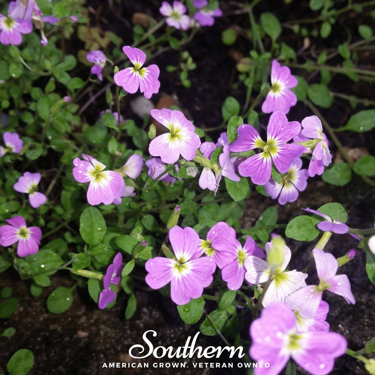 virginia stock flower seeds Stock, Virginia (Malcolmia maritima) - 500 Seeds