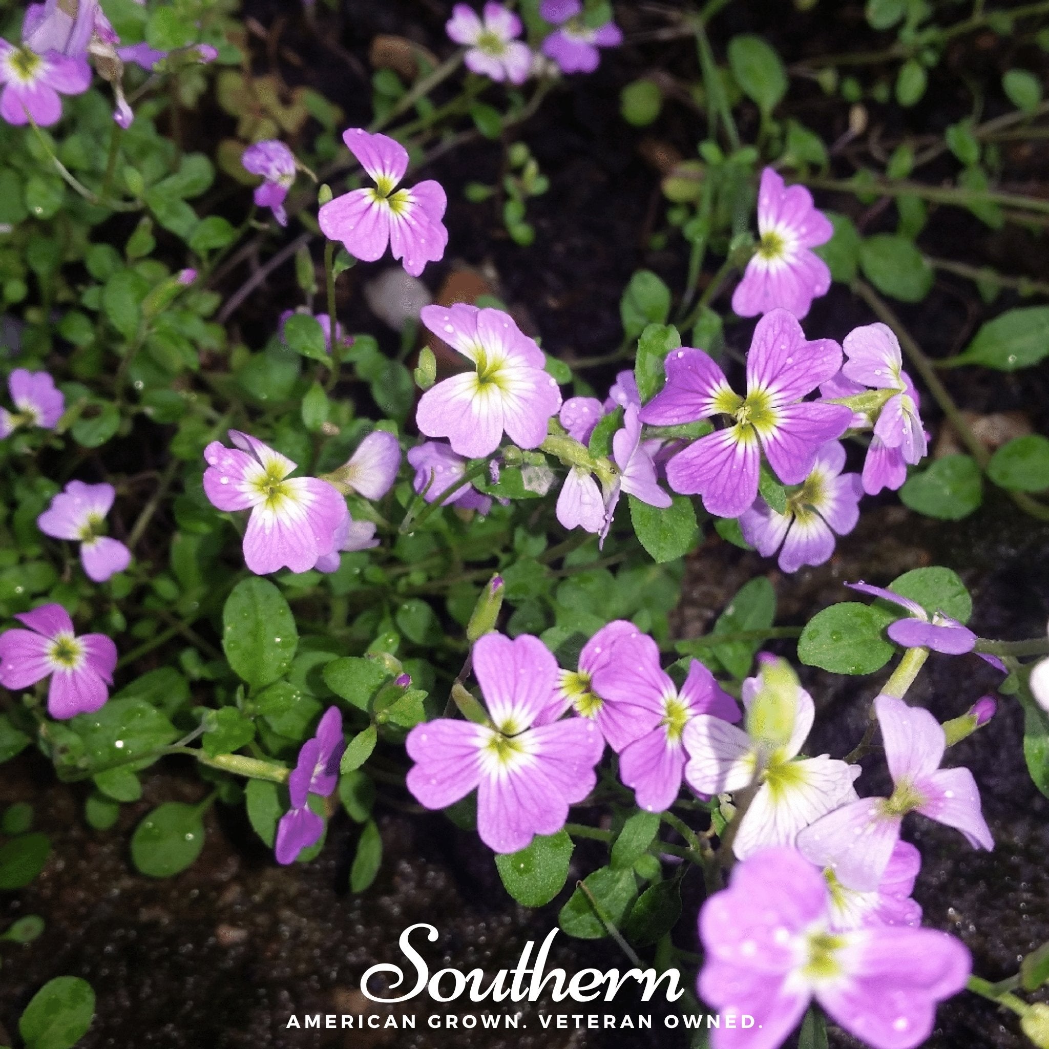 Stock, Virginia (Malcolmia maritima) - 500 Seeds seed packet from Seed Therapy – American - grown, heirloom seeds