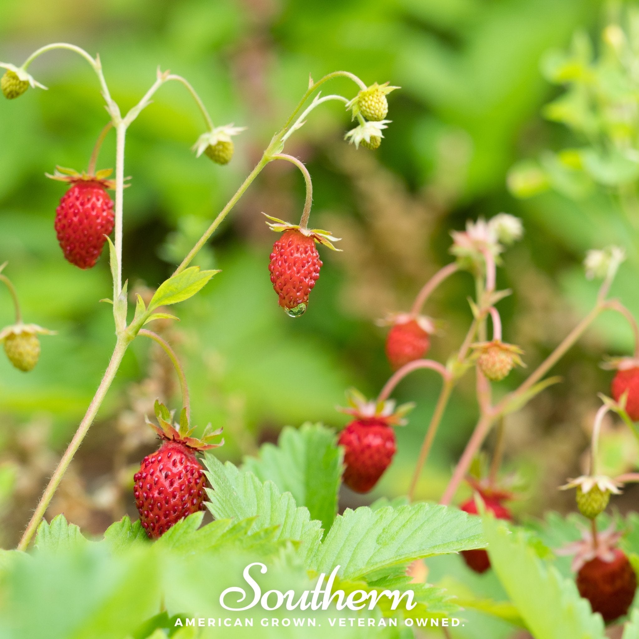 Strawberry, Wild Red (Fragaria vesca) - 200 Seeds seed packet from Seed Therapy – American - grown, heirloom seeds