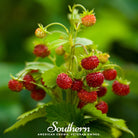 Strawberry, Wild Red (Fragaria vesca) - 200 Seeds seed packet from Seed Therapy – American - grown, heirloom seeds