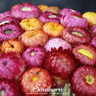 Strawflower, Mix (Helichrysum bracteatum) - 200 Seeds seed packet from Seed Therapy – American - grown, heirloom seeds