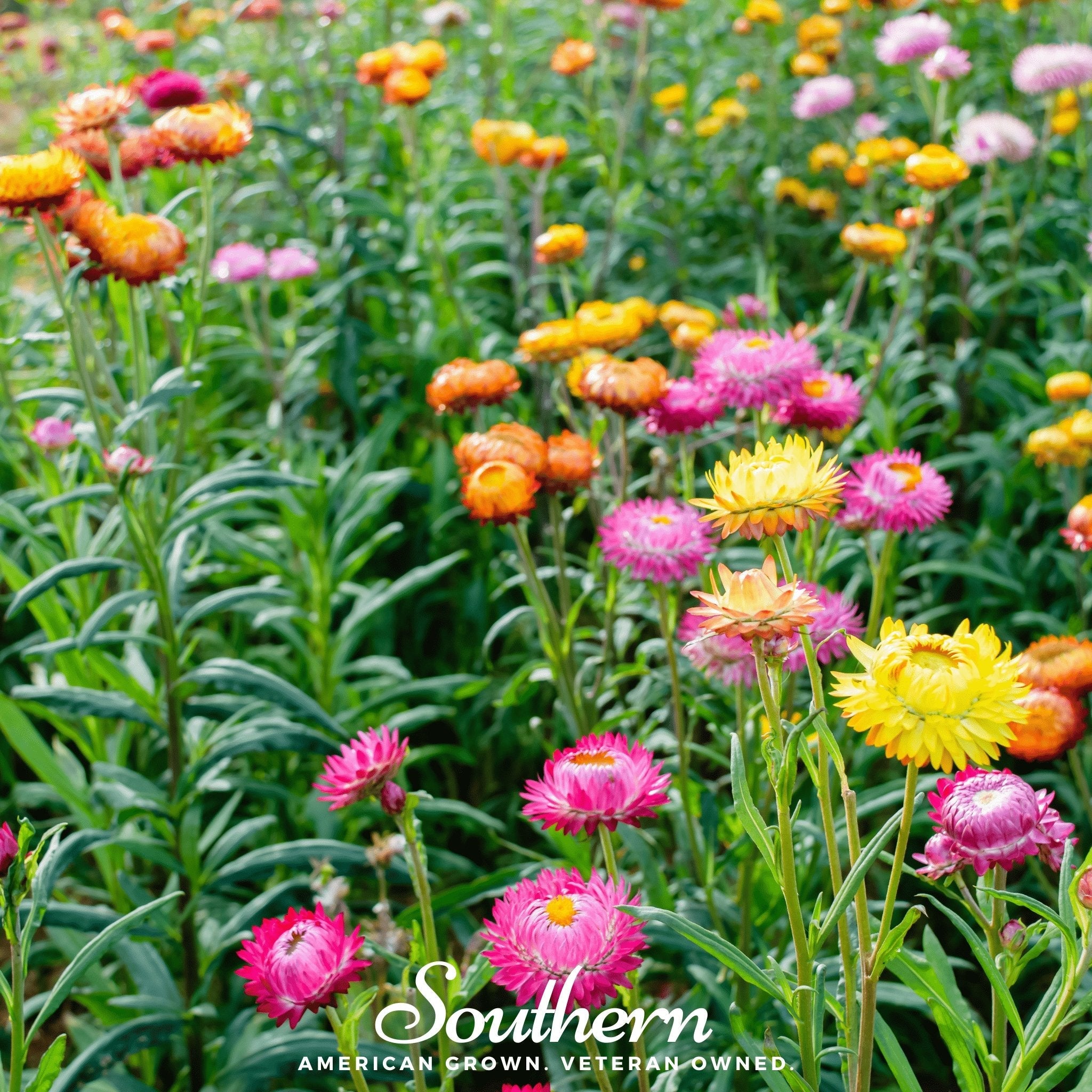 Strawflower, Mix (Helichrysum bracteatum) - 200 Seeds seed packet from Seed Therapy – American - grown, heirloom seeds