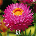 Strawflower, Purple - Red (Helichrysum bracteatum) - 100 Seeds seed packet from Seed Therapy – American - grown, heirloom seeds