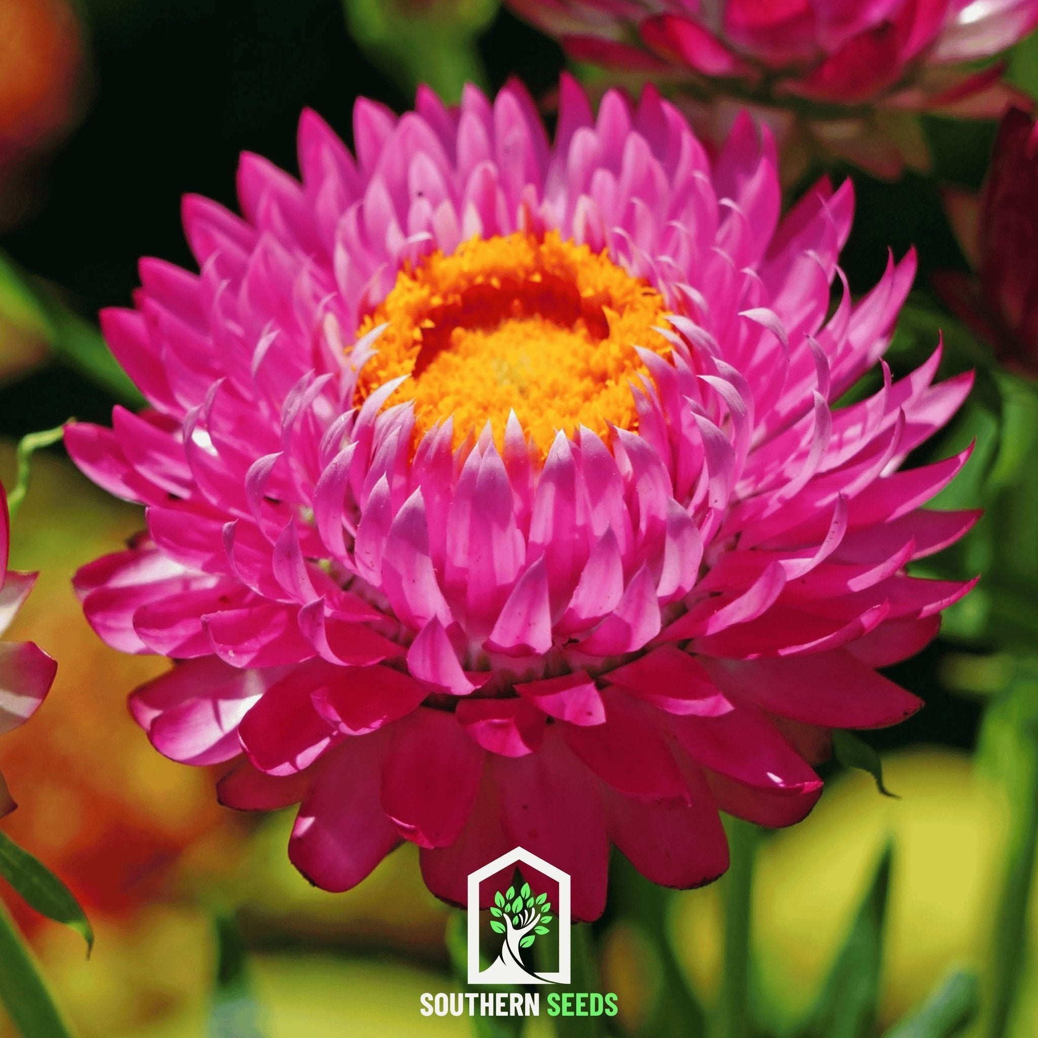 Strawflower, Purple - Red (Helichrysum bracteatum) - 100 Seeds seed packet from Seed Therapy – American - grown, heirloom seeds