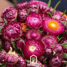 Strawflower, Purple - Red (Helichrysum bracteatum) - 100 Seeds seed packet from Seed Therapy – American - grown, heirloom seeds