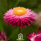 Strawflower, Purple - Red (Helichrysum bracteatum) - 100 Seeds seed packet from Seed Therapy – American - grown, heirloom seeds