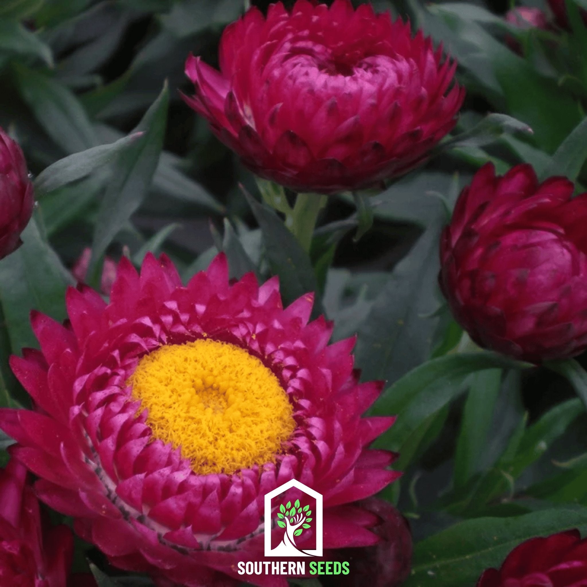 Strawflower, Purple - Red (Helichrysum bracteatum) - 100 Seeds seed packet from Seed Therapy – American - grown, heirloom seeds