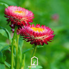 Strawflower, Purple - Red (Helichrysum bracteatum) - 100 Seeds seed packet from Seed Therapy – American - grown, heirloom seeds