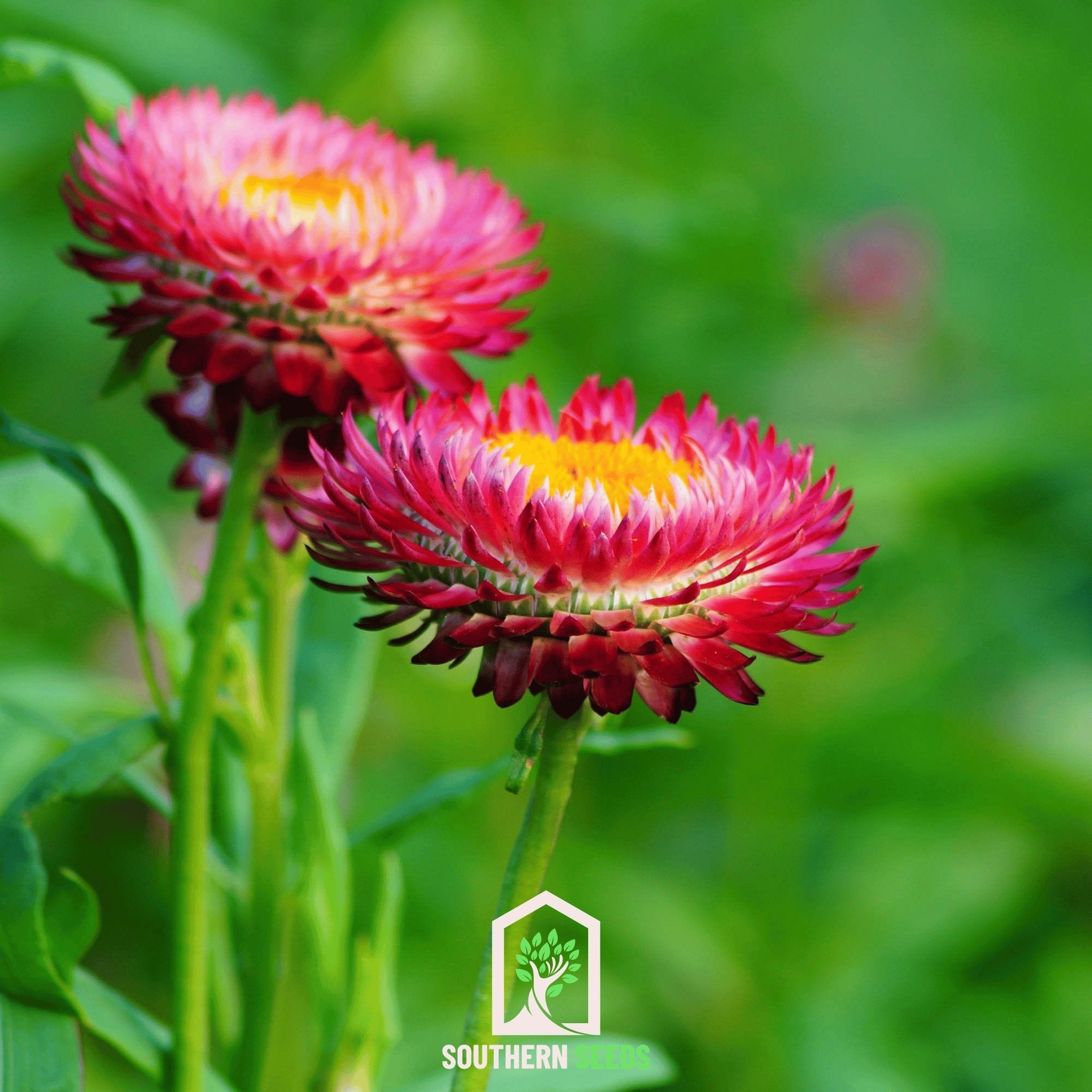 Strawflower, Purple - Red (Helichrysum bracteatum) - 100 Seeds seed packet from Seed Therapy – American - grown, heirloom seeds