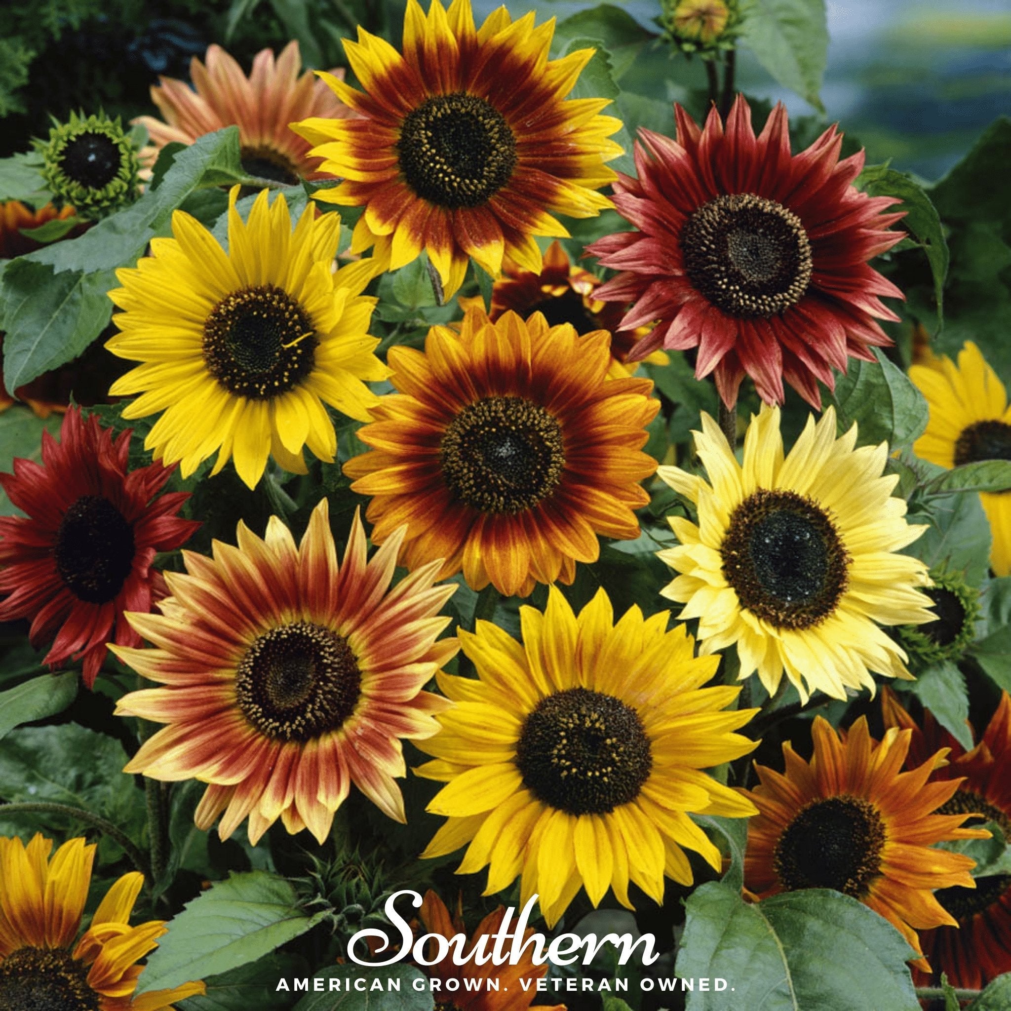 Sunflower, Autumn Beauty (Helianthus annuus) - 25 Seeds seed packet from Seed Therapy – American - grown, heirloom seeds