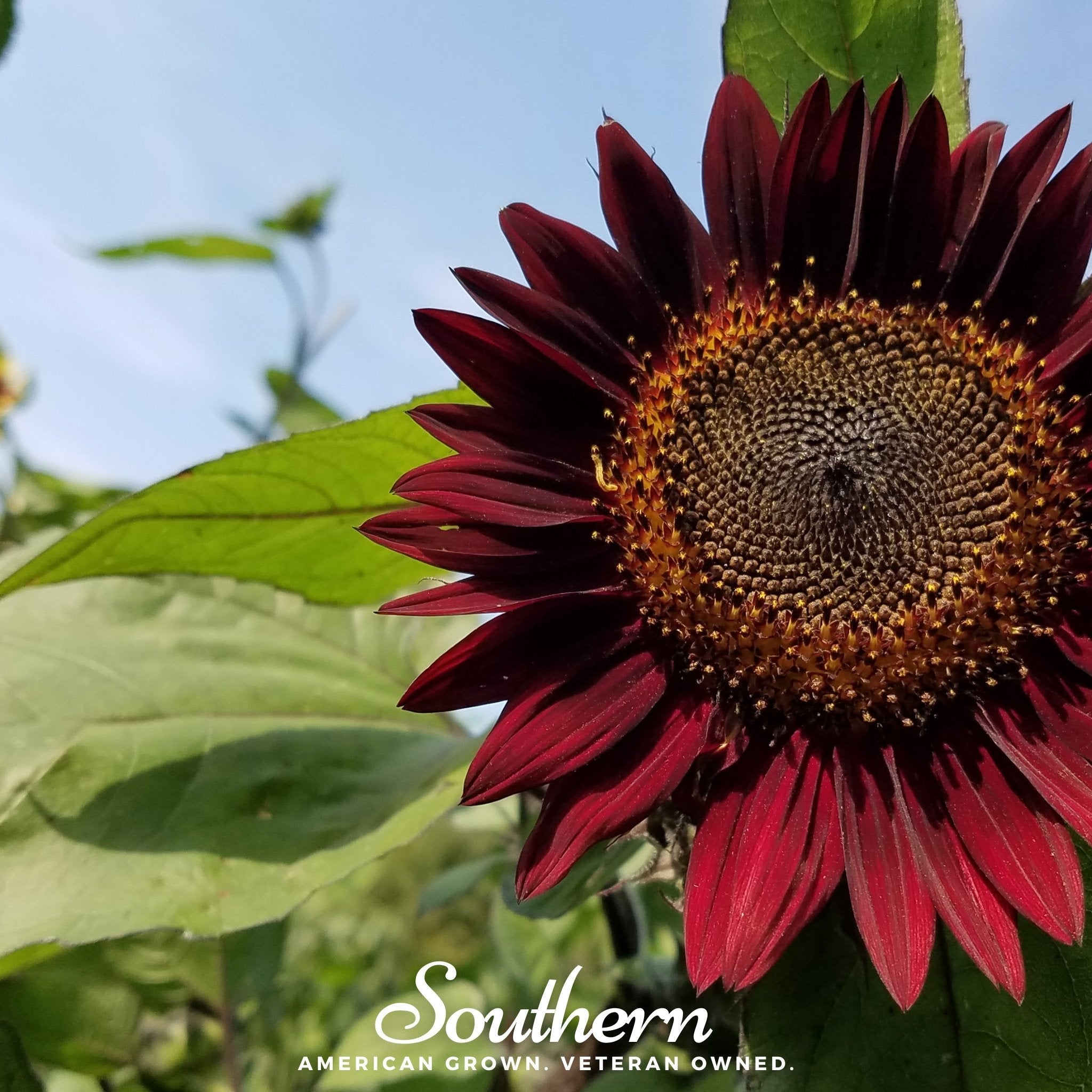 Sunflower, Chocolate (Helianthus annuus) - 25 Seeds seed packet from Seed Therapy – American - grown, heirloom seeds