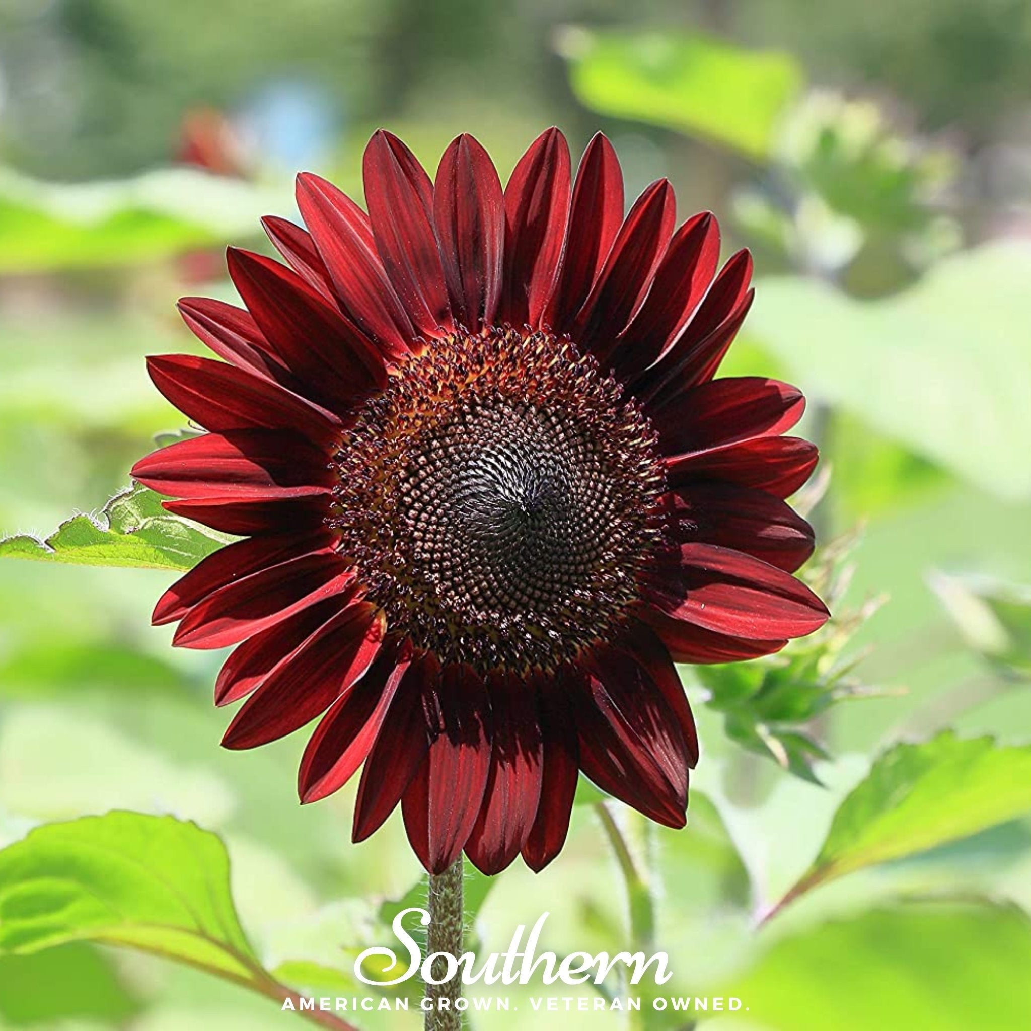 Sunflower, Chocolate (Helianthus annuus) - 25 Seeds seed packet from Seed Therapy – American - grown, heirloom seeds