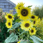 Sunflower, Lemon Queen (Helianthus annuus) - 25 Seeds seed packet from Seed Therapy – American - grown, heirloom seeds